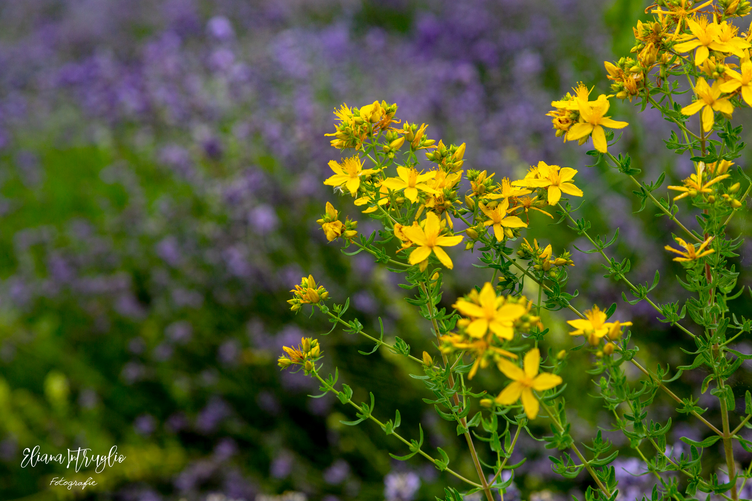 St. John's wort and lavender