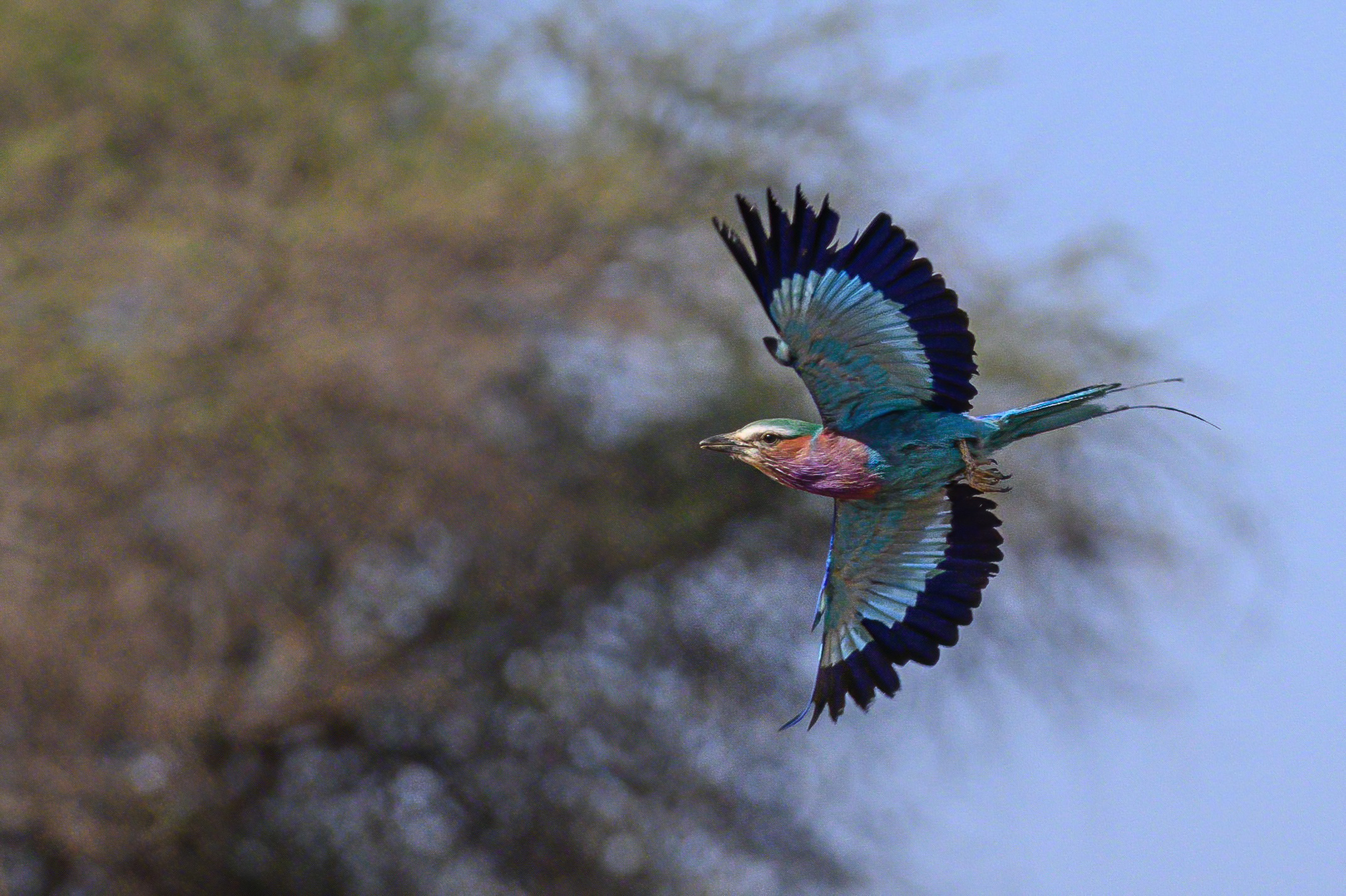 Ghiandaia pettolilla