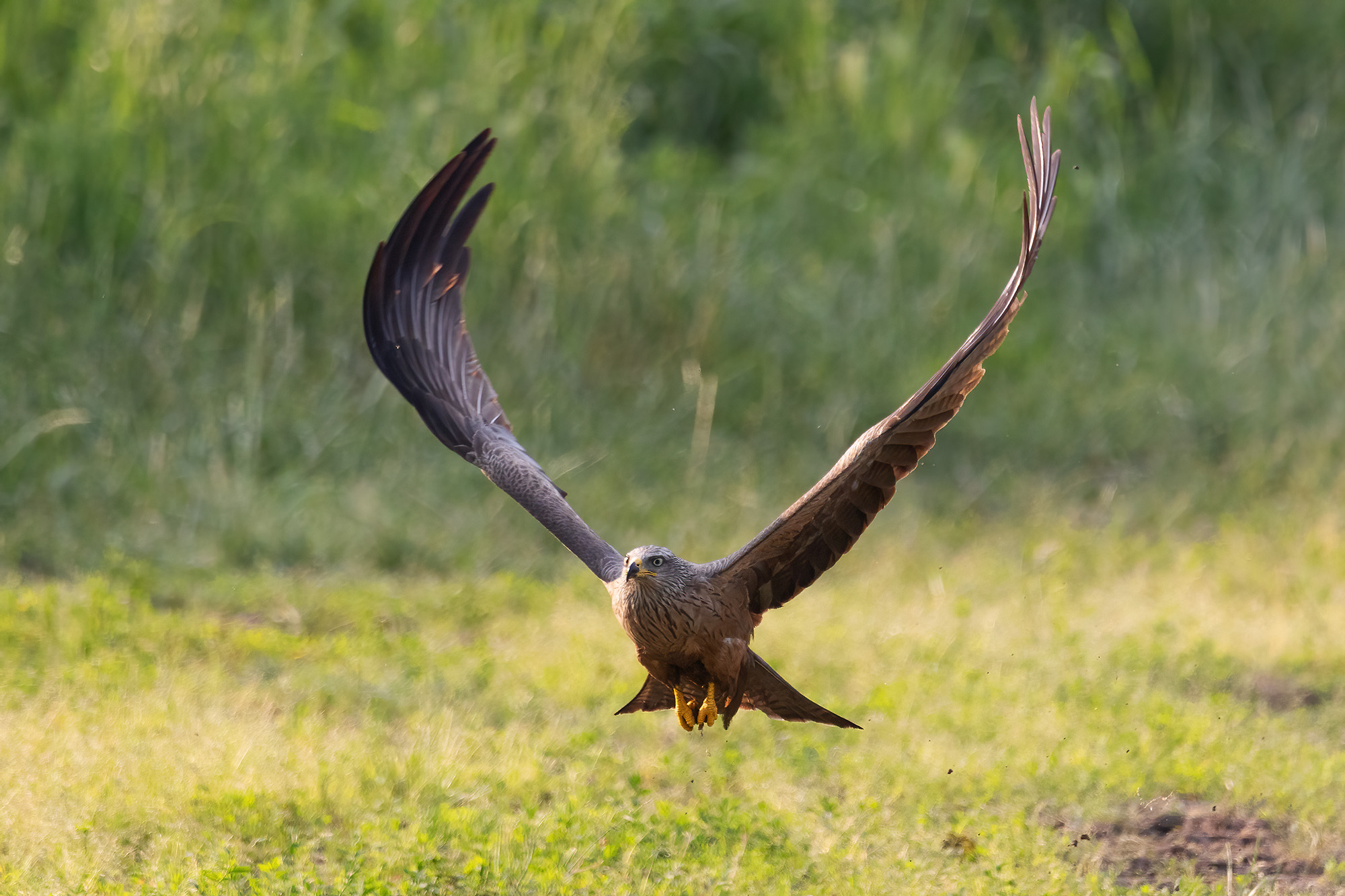 Black kite