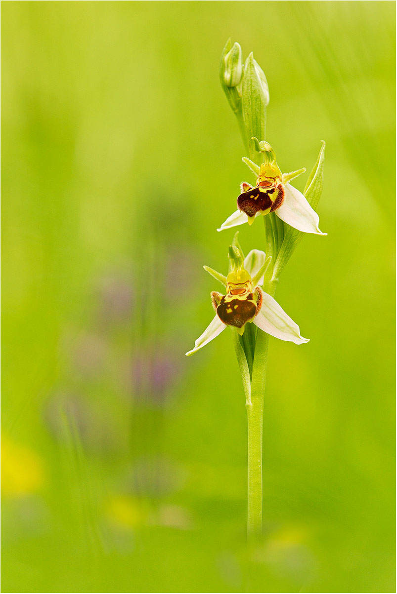Ophrys apifera