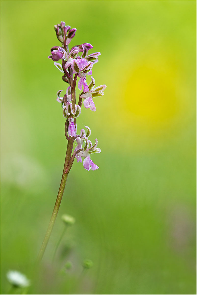 orchis patens