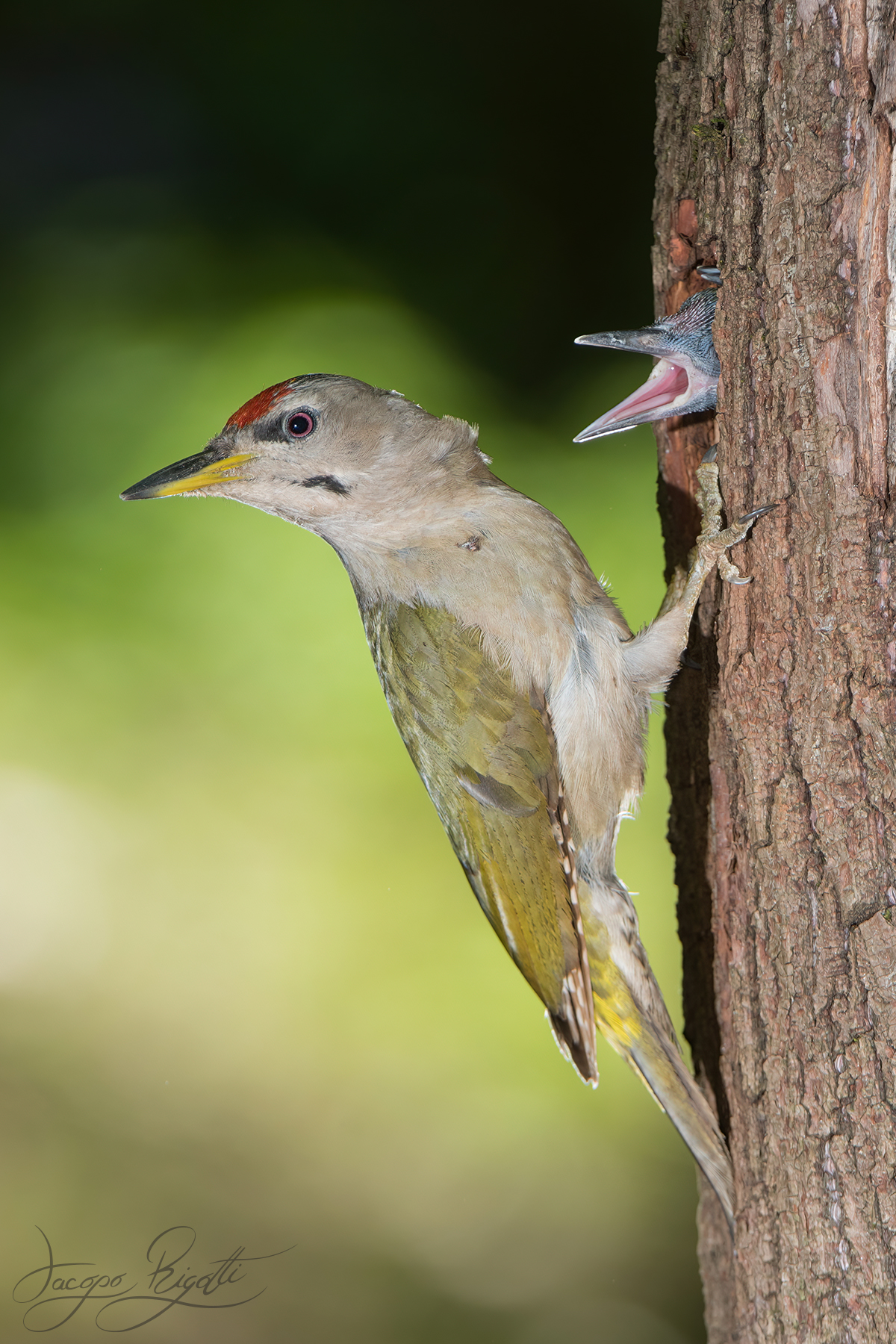 Pecking Grey Woodpecker