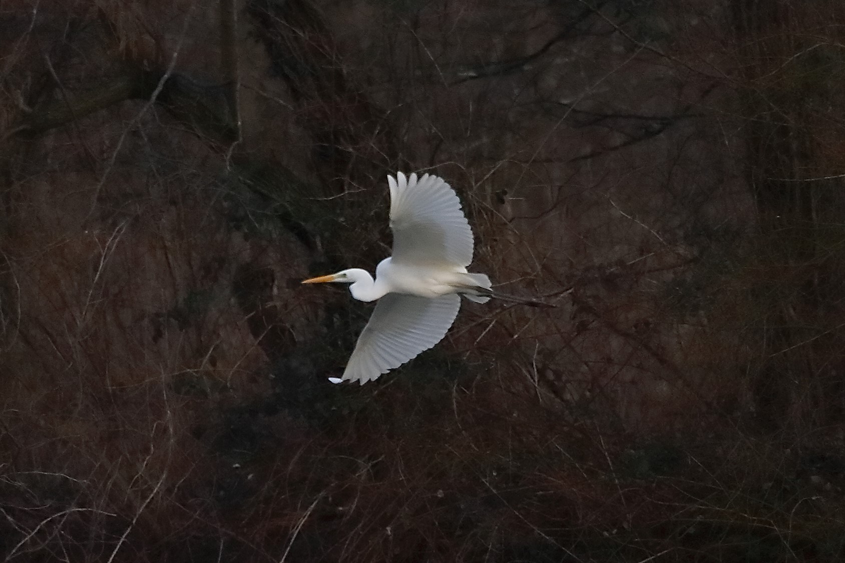 Airone BM 04 marzo 2023