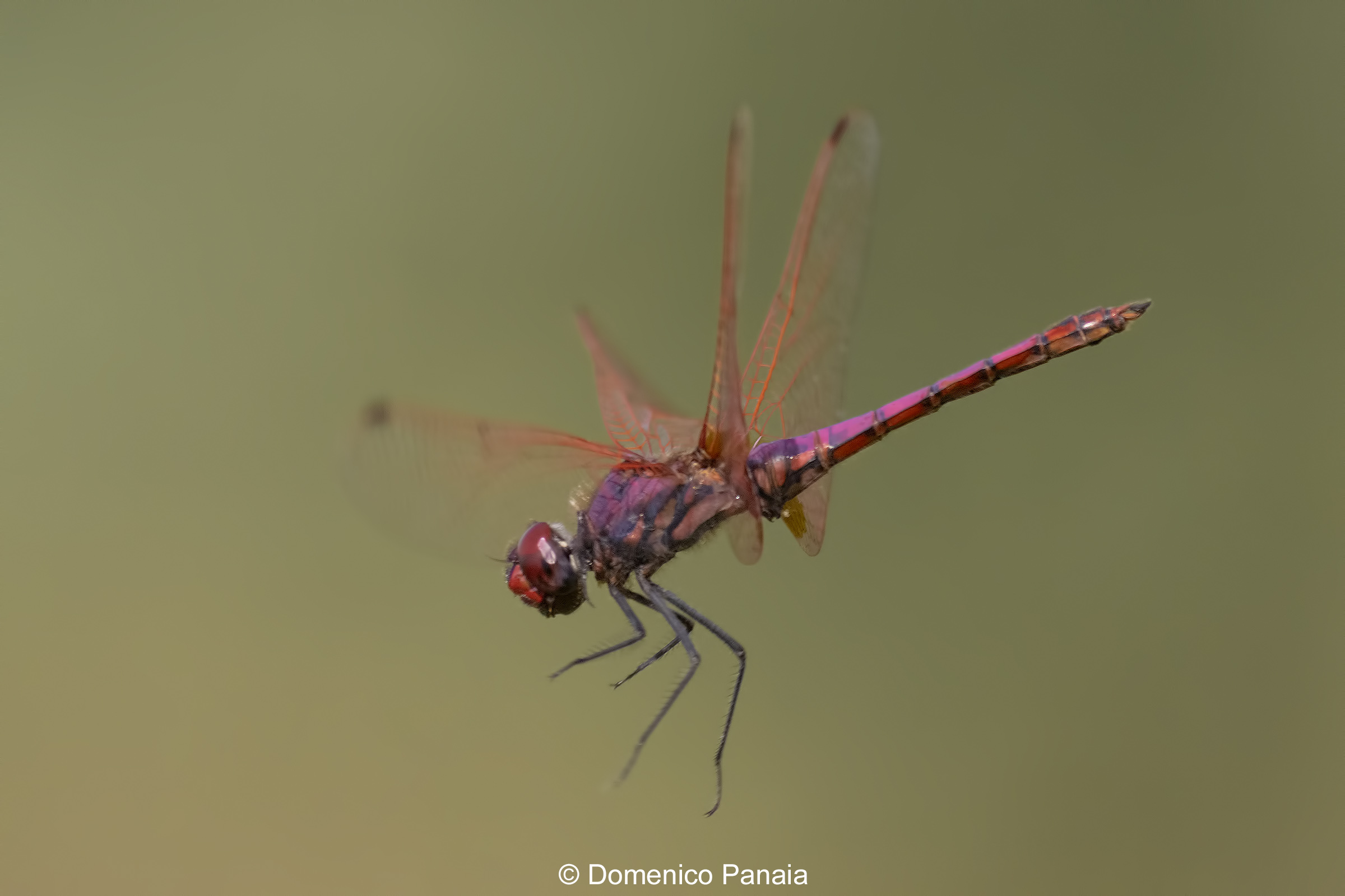 Trithemis annulata