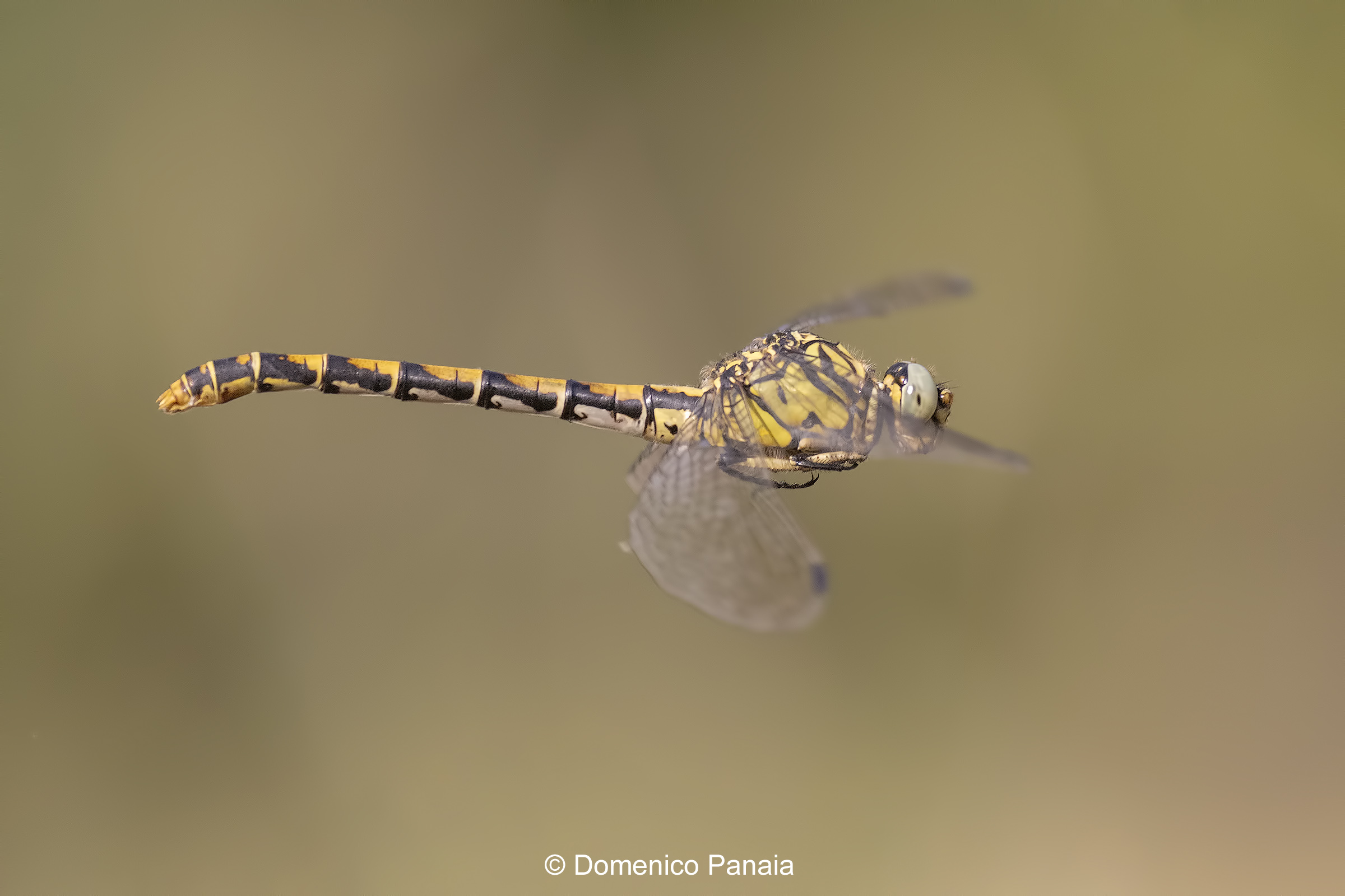 Onychogomphus forcipatus
