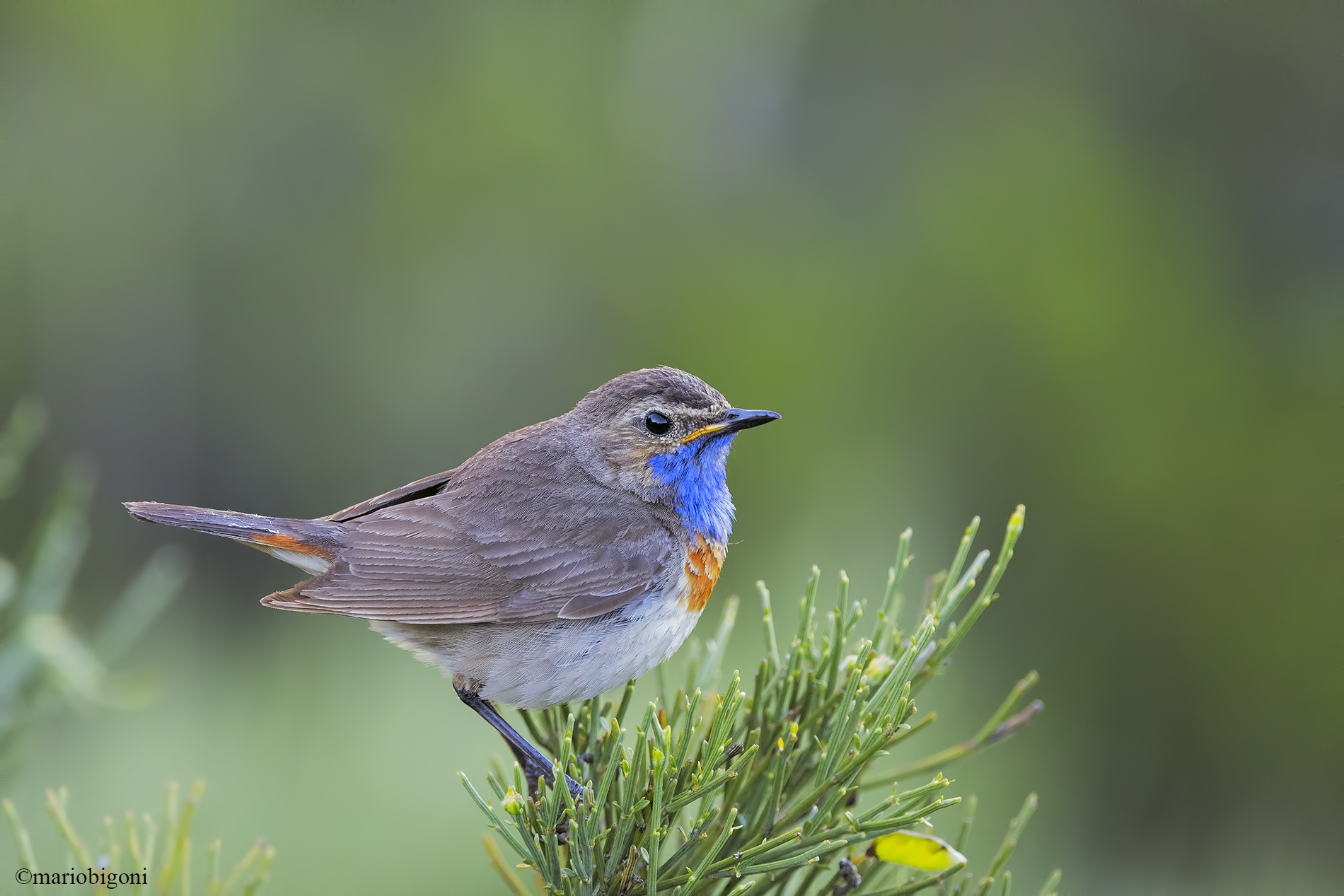 bluethroat