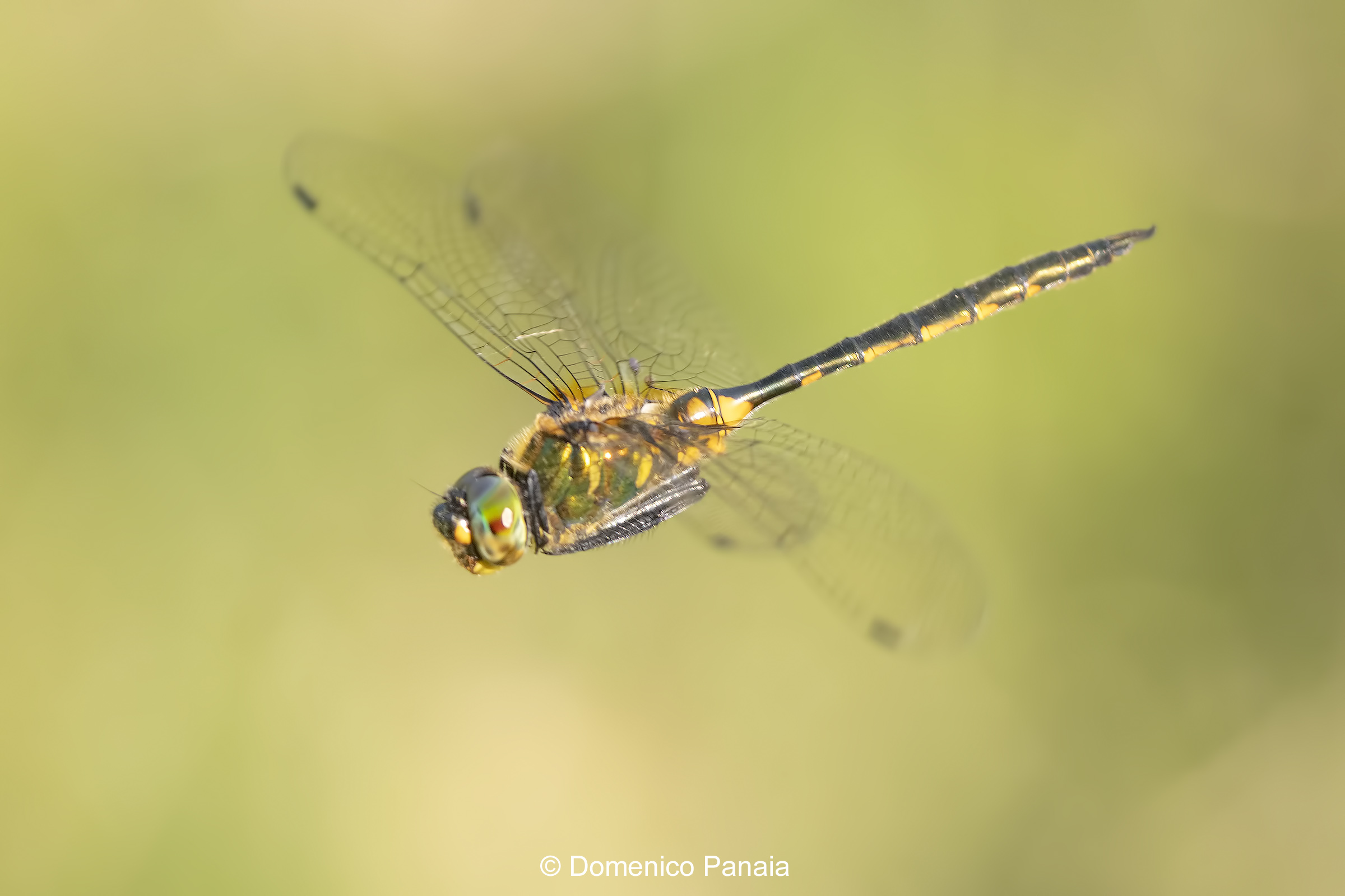 somatochlora flavomaculata