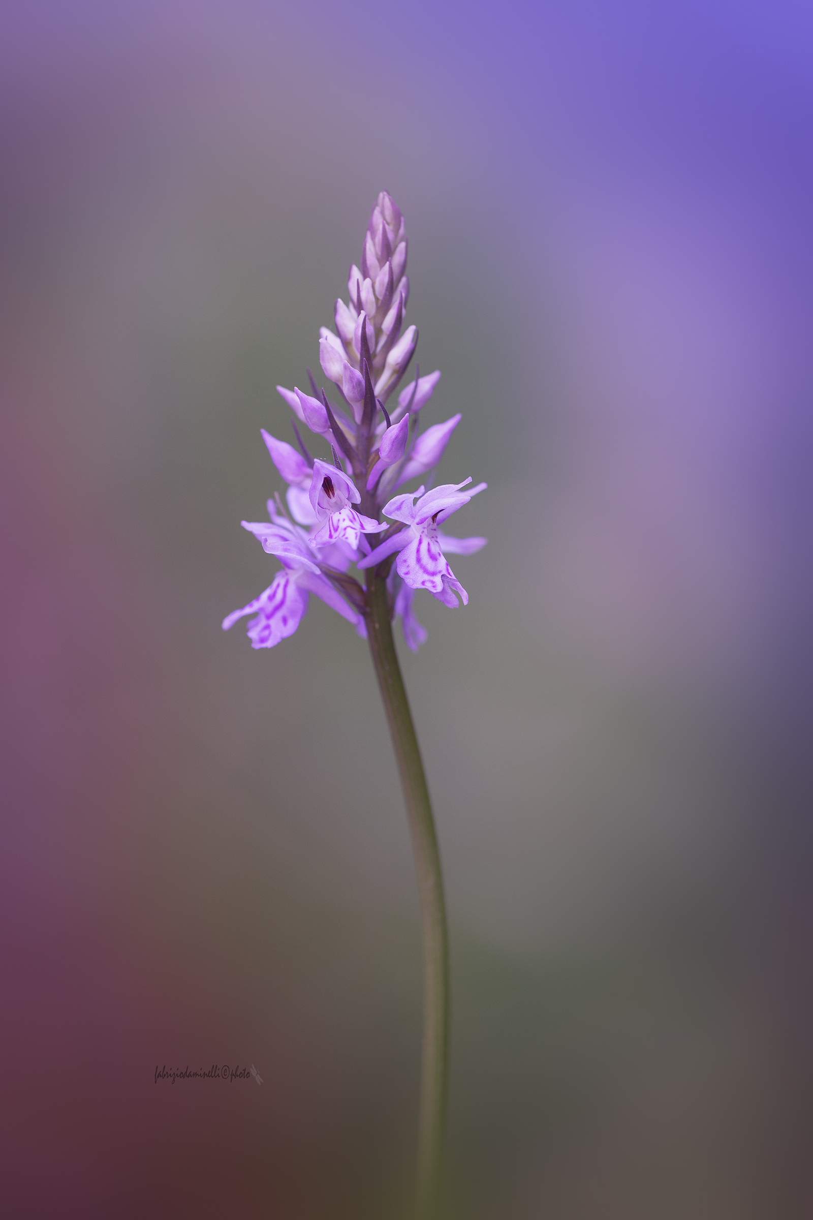 Dactylorhiza fuchsii