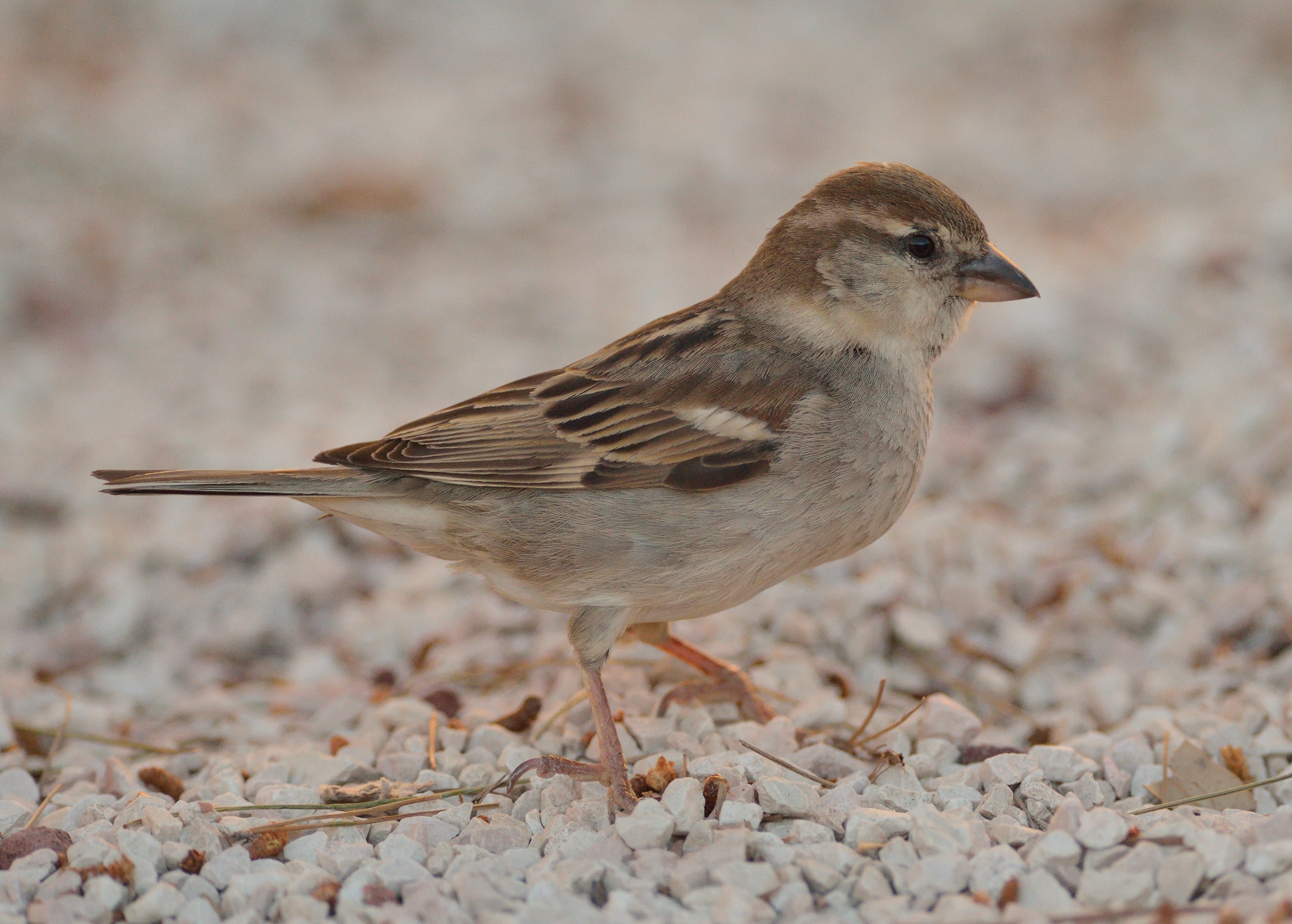 Becchettando all'ombra