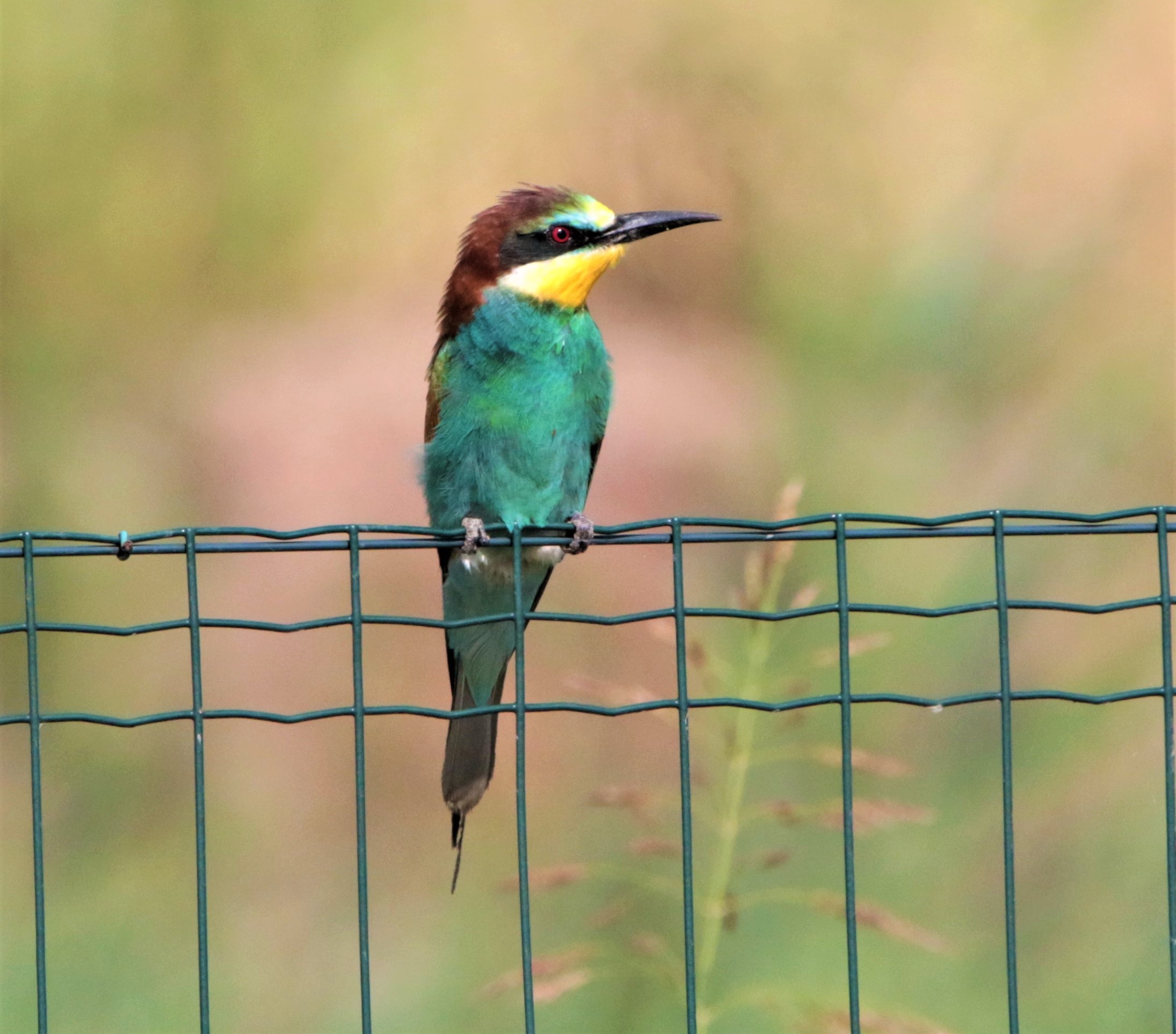 Bee-eater profile
