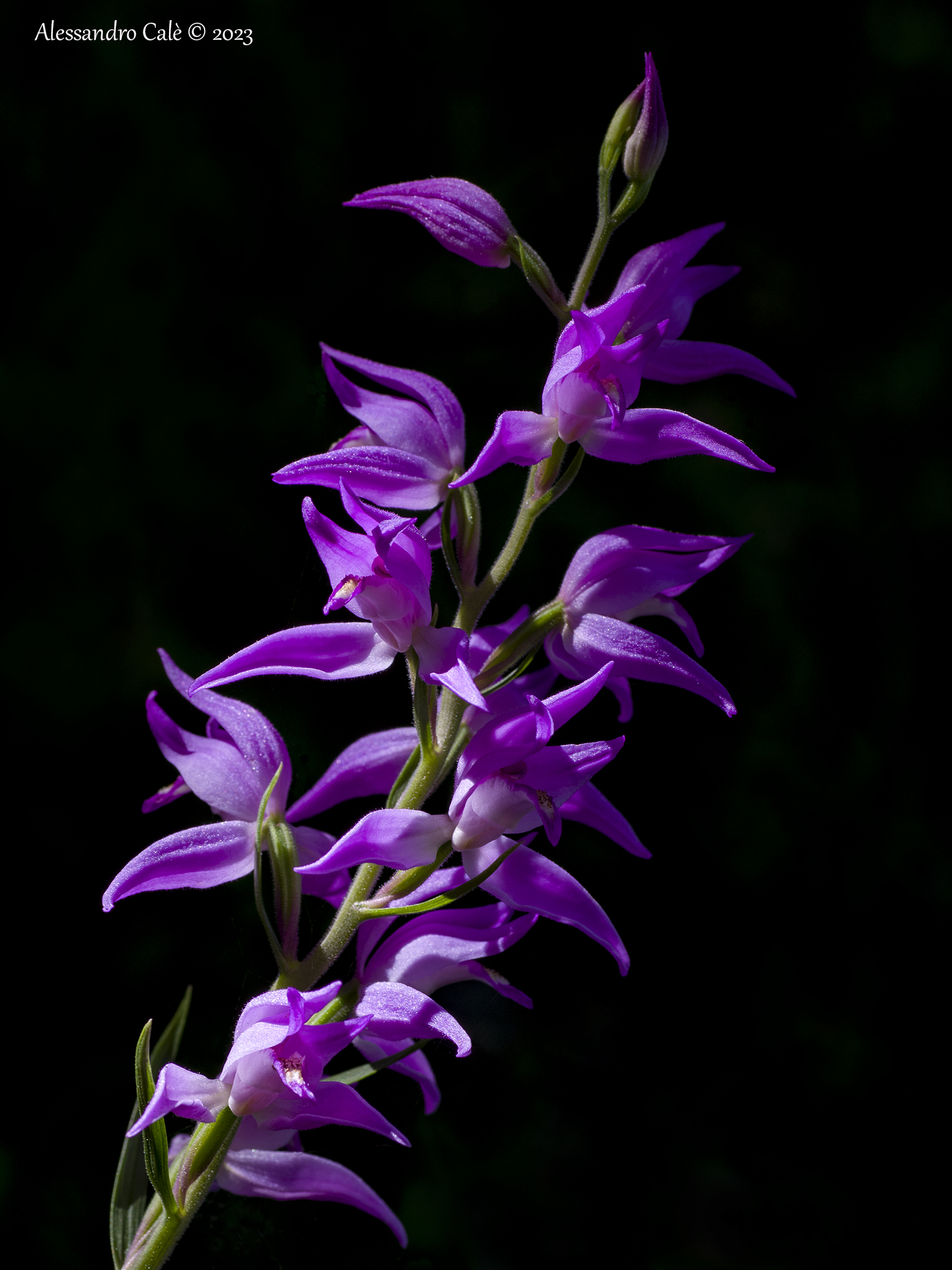 Cephalanthera rubra 2820