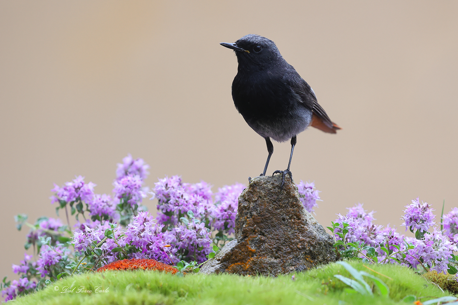 Black redstart