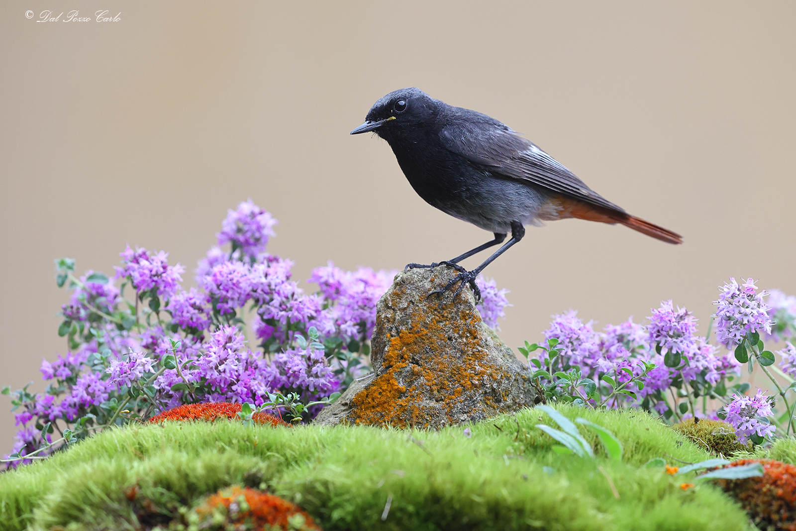 Black redstart