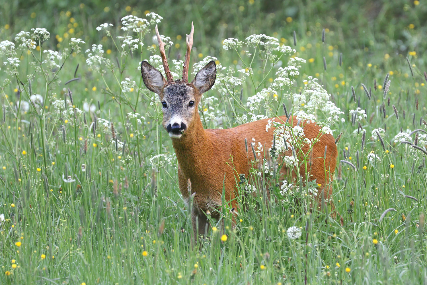 Roe deer