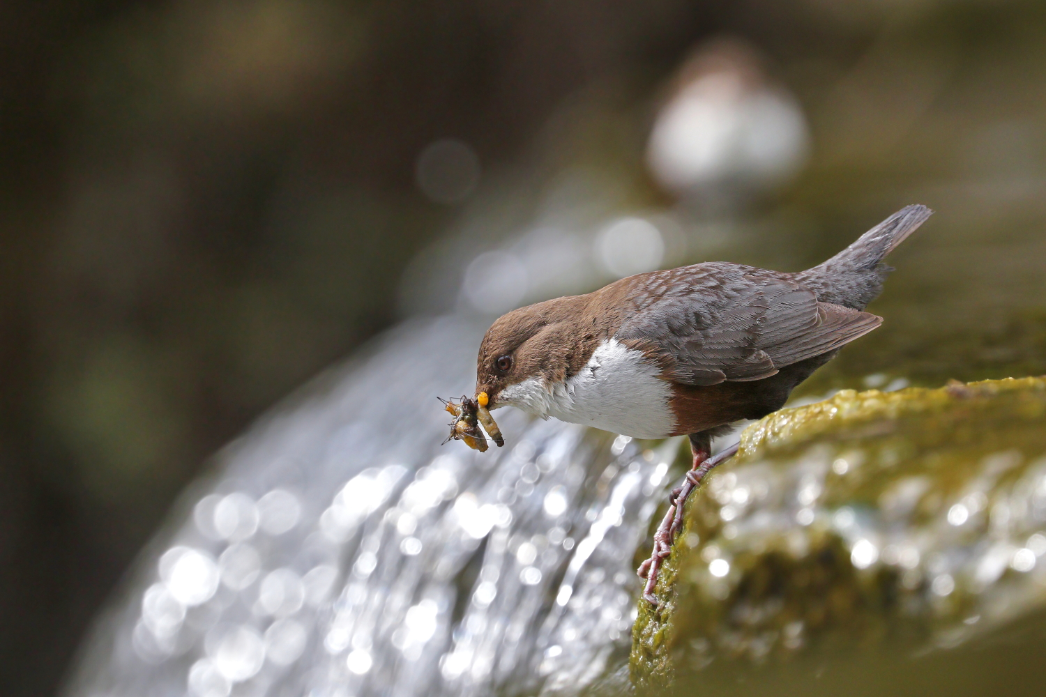 White-throated dipper
