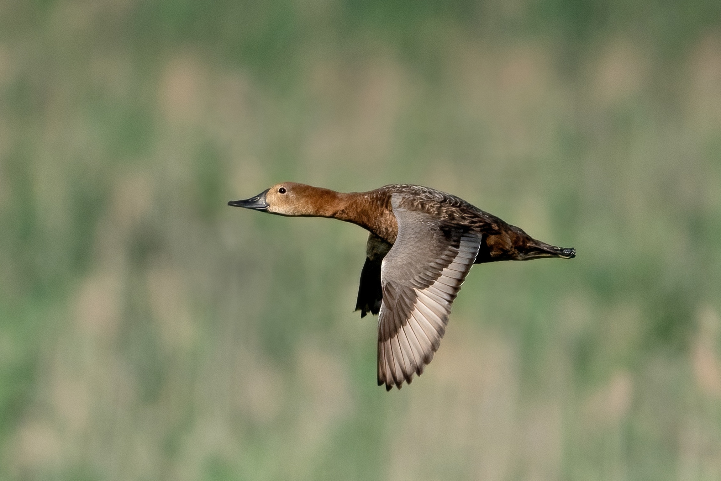 Common pochard