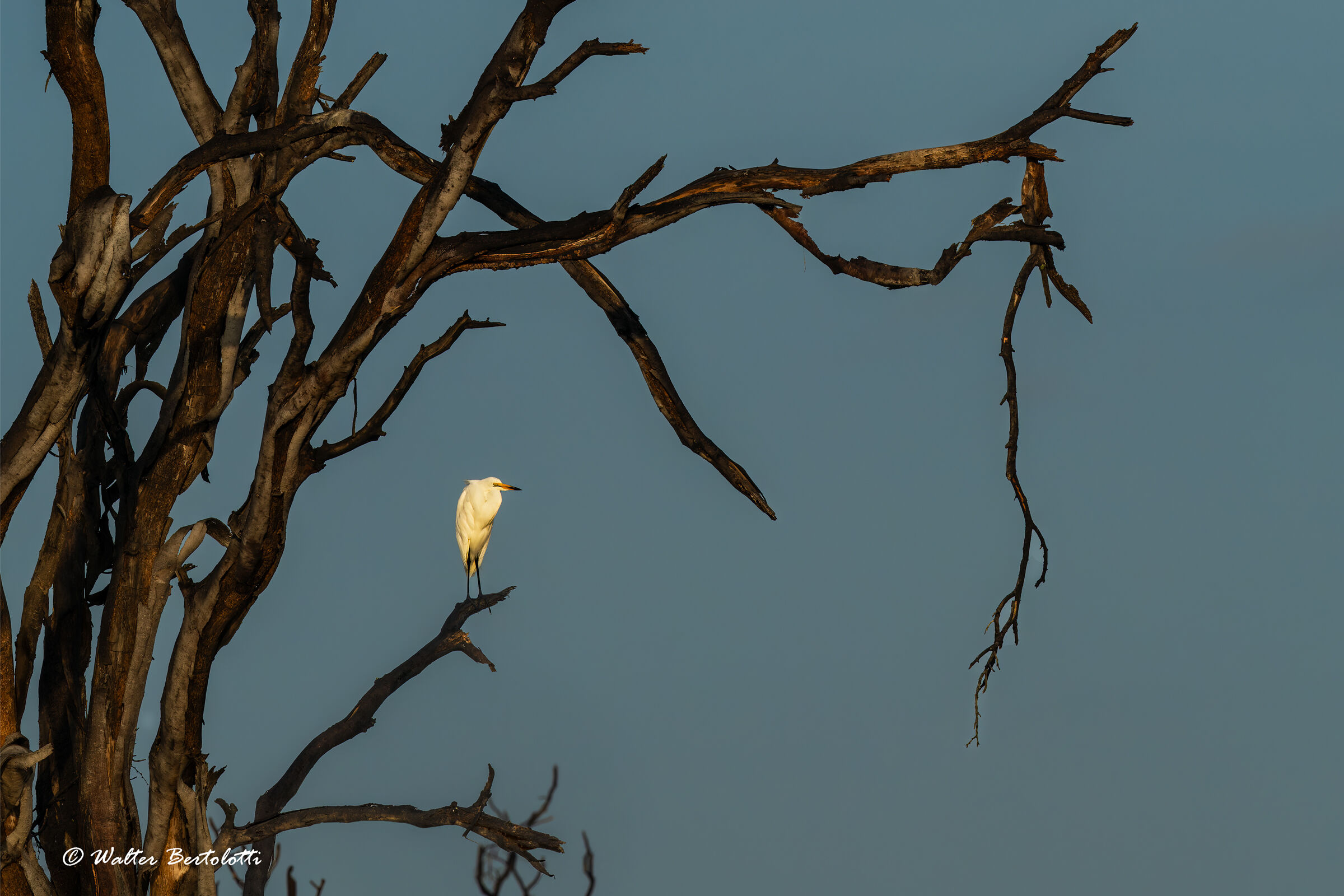 la vedetta solitaria