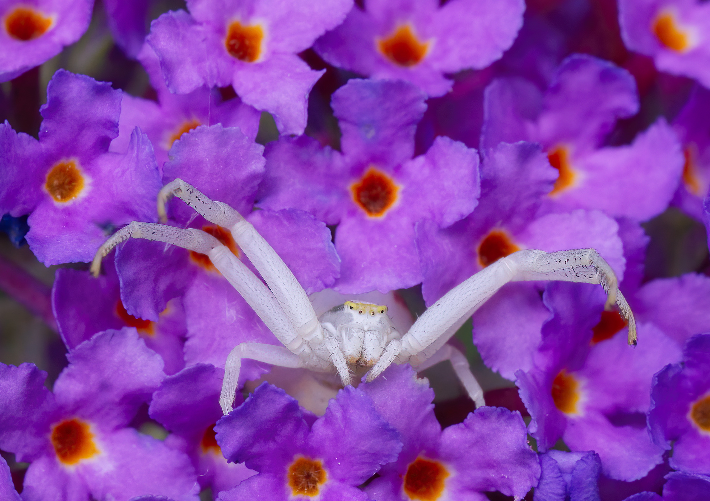 L'agguato della Misumena vatia