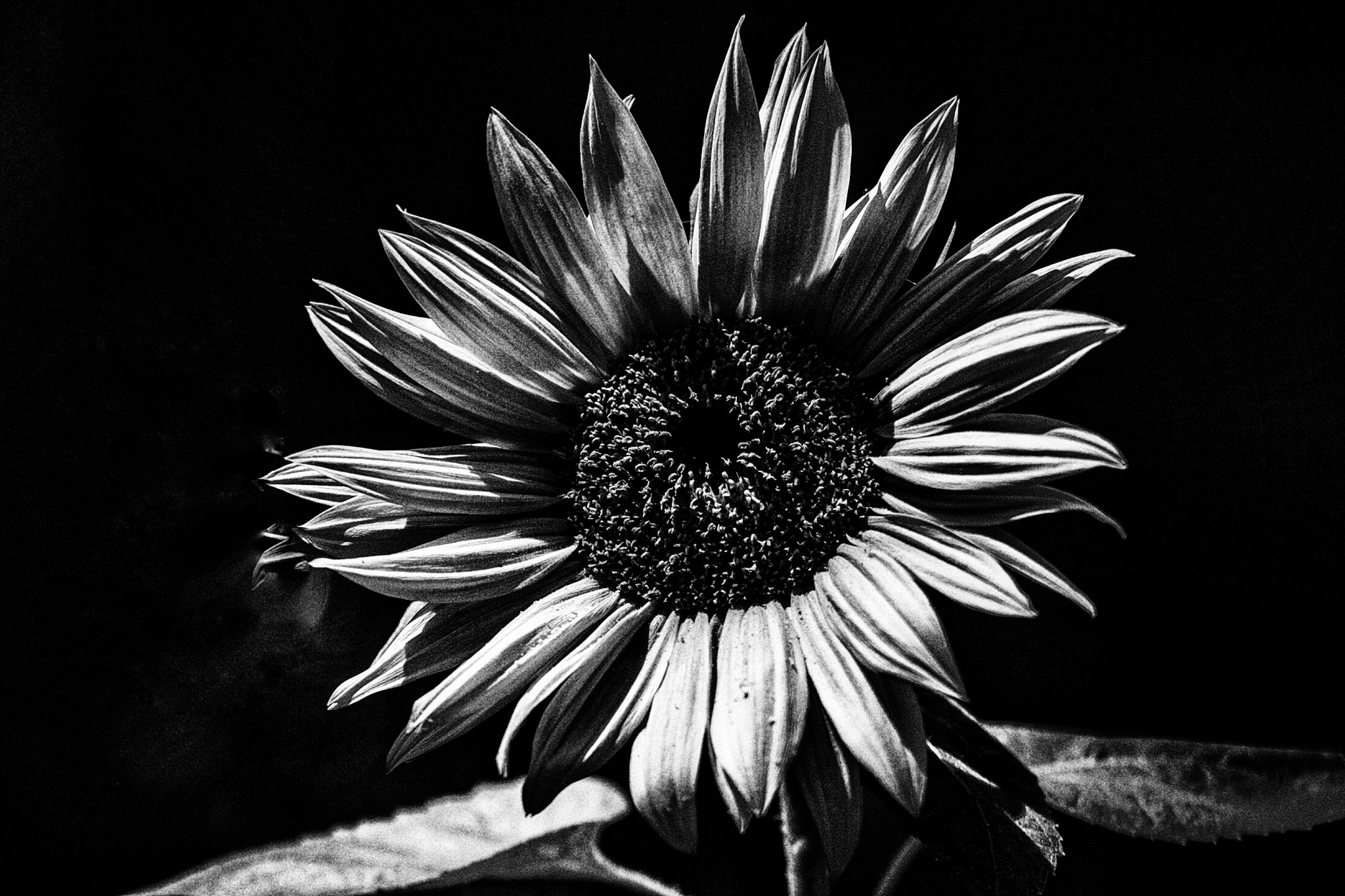 Giallo come un girasole