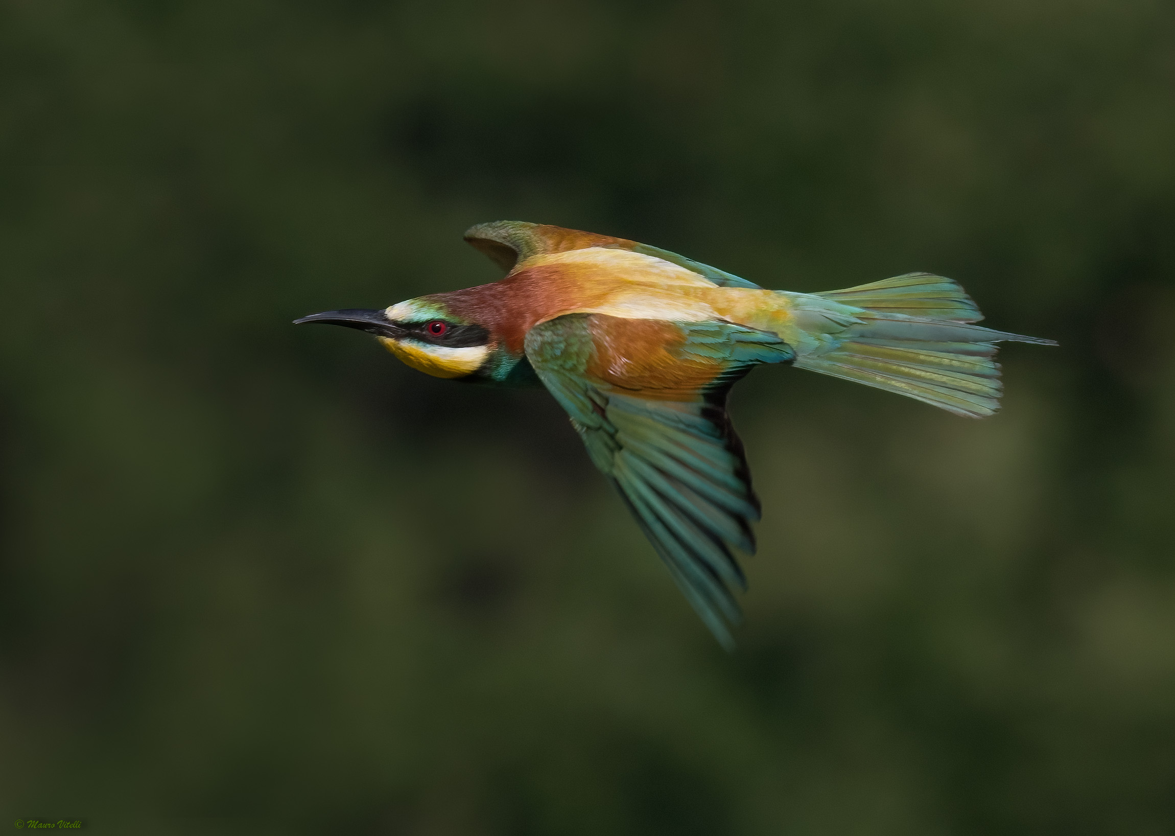 Bee-eater (Merops apiaster)