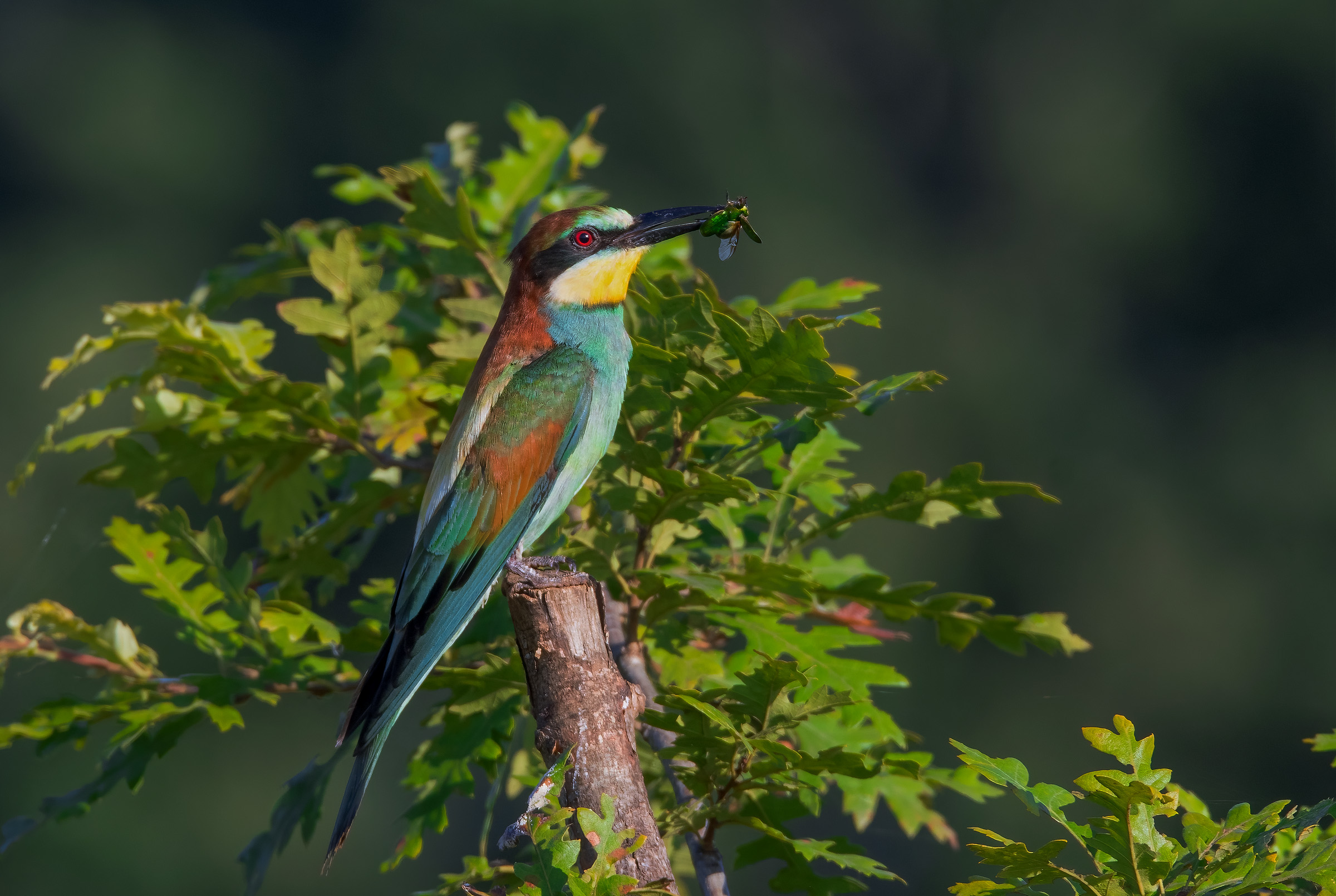 Bee-eater (Merops apiaster)