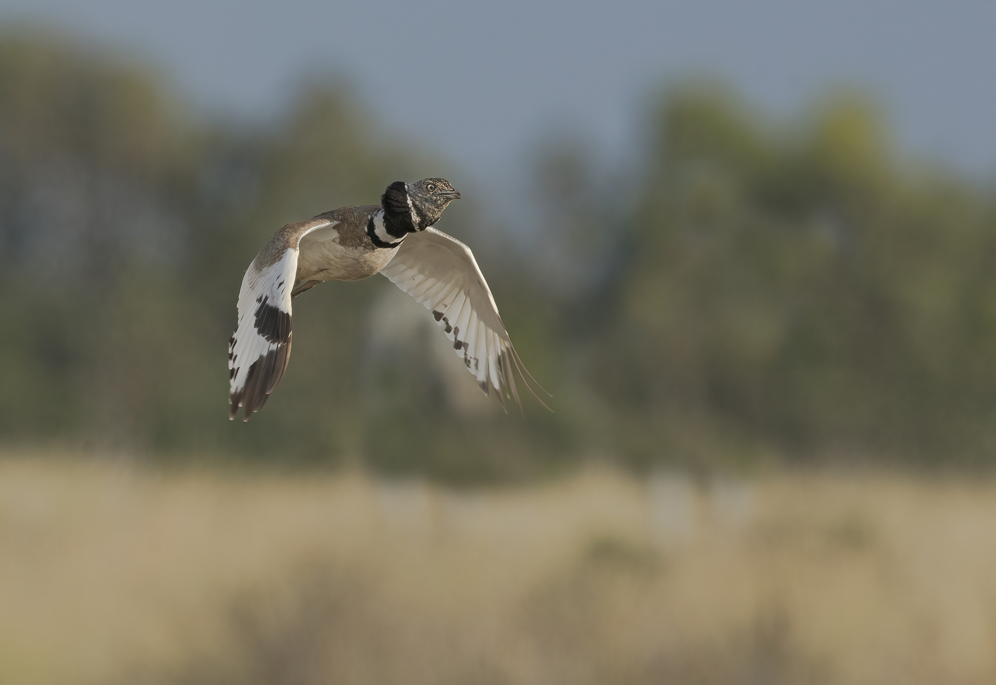 little bustard
