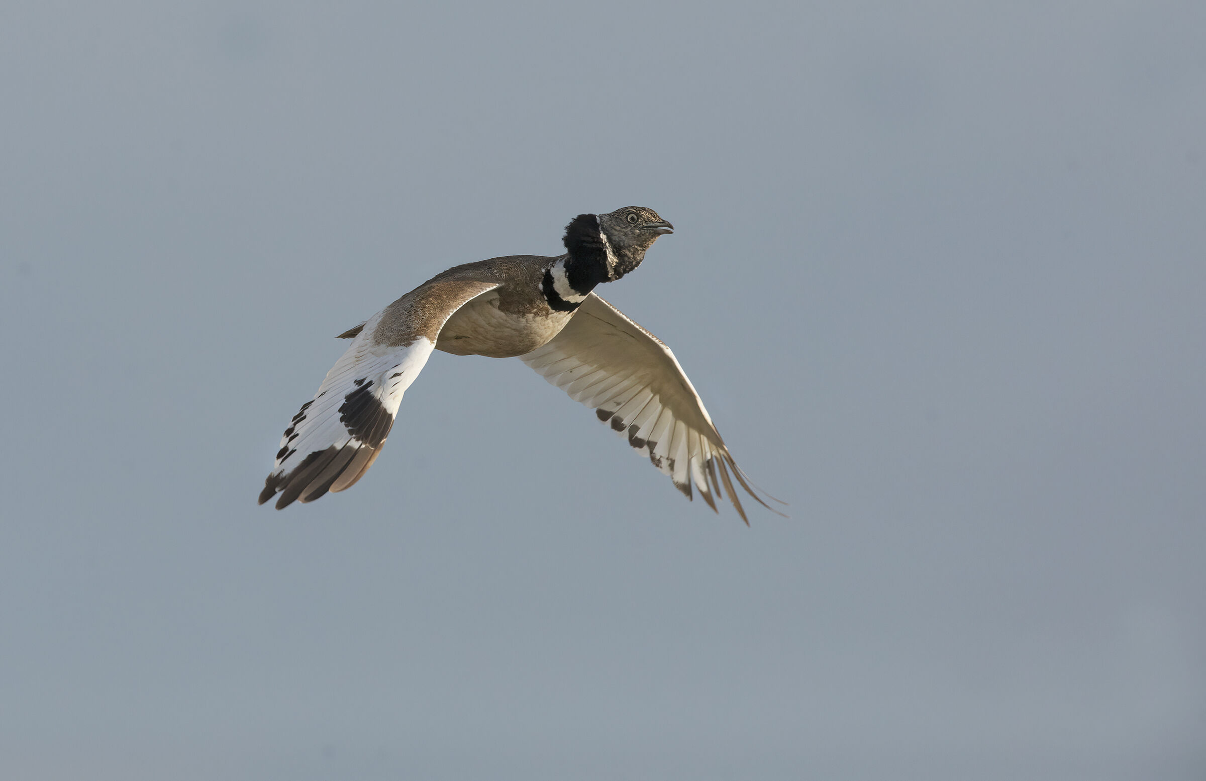 little bustard