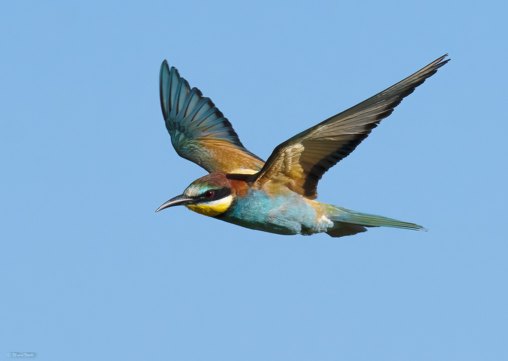 Bee-eater (Merops apiaster)