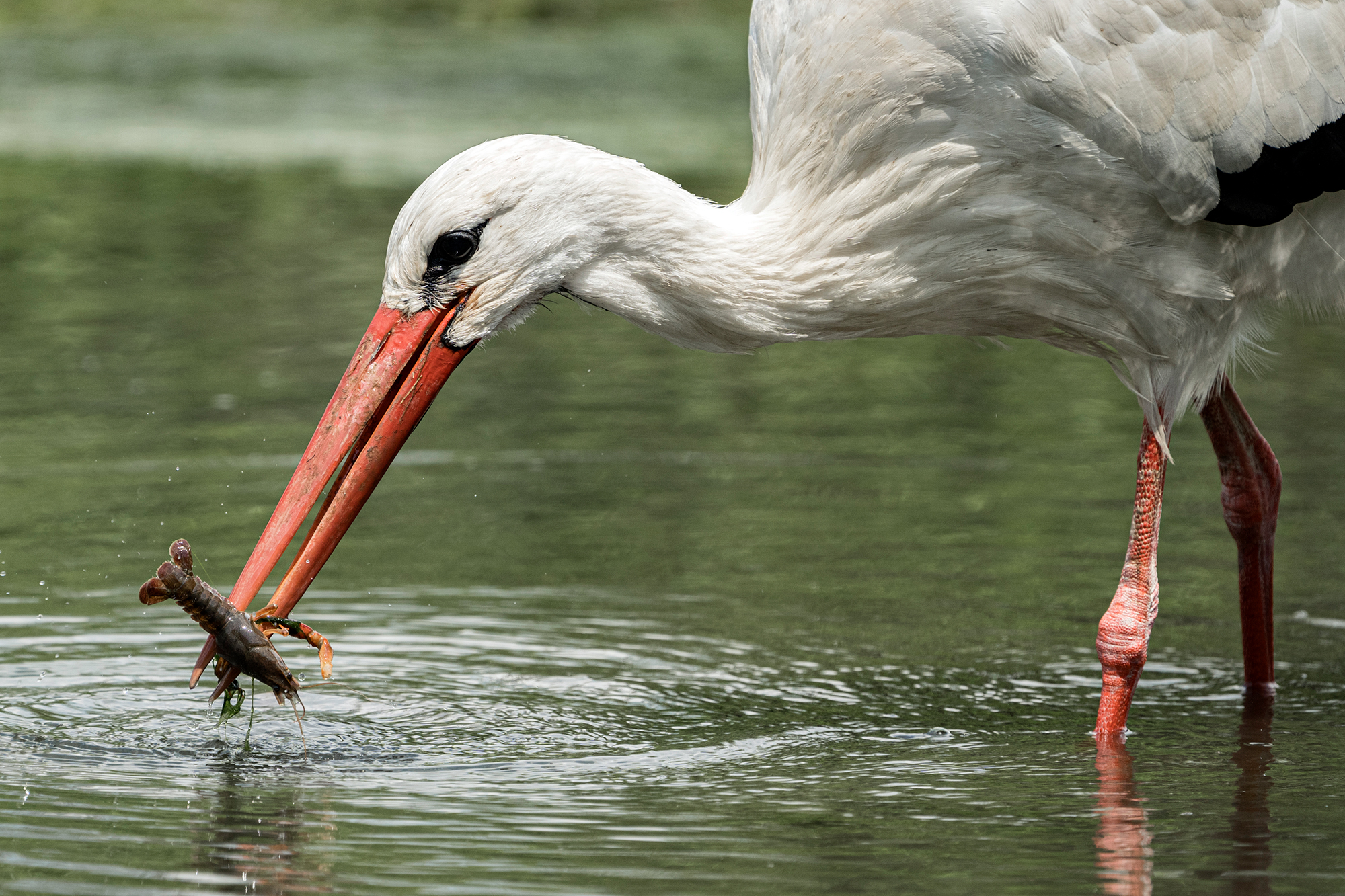 Cicogna e gamberetto