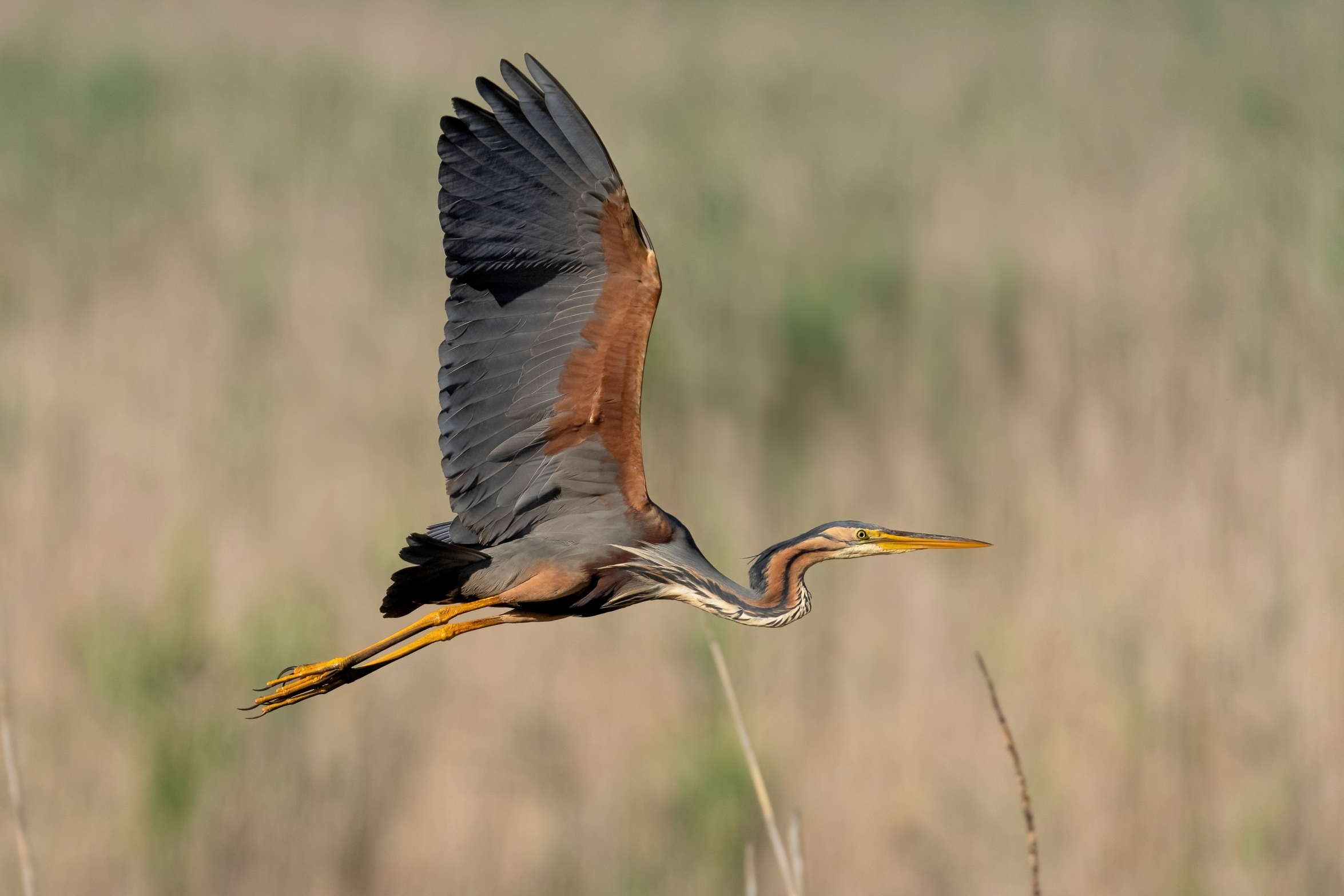 Purple Heron (Ardea purpurea)
