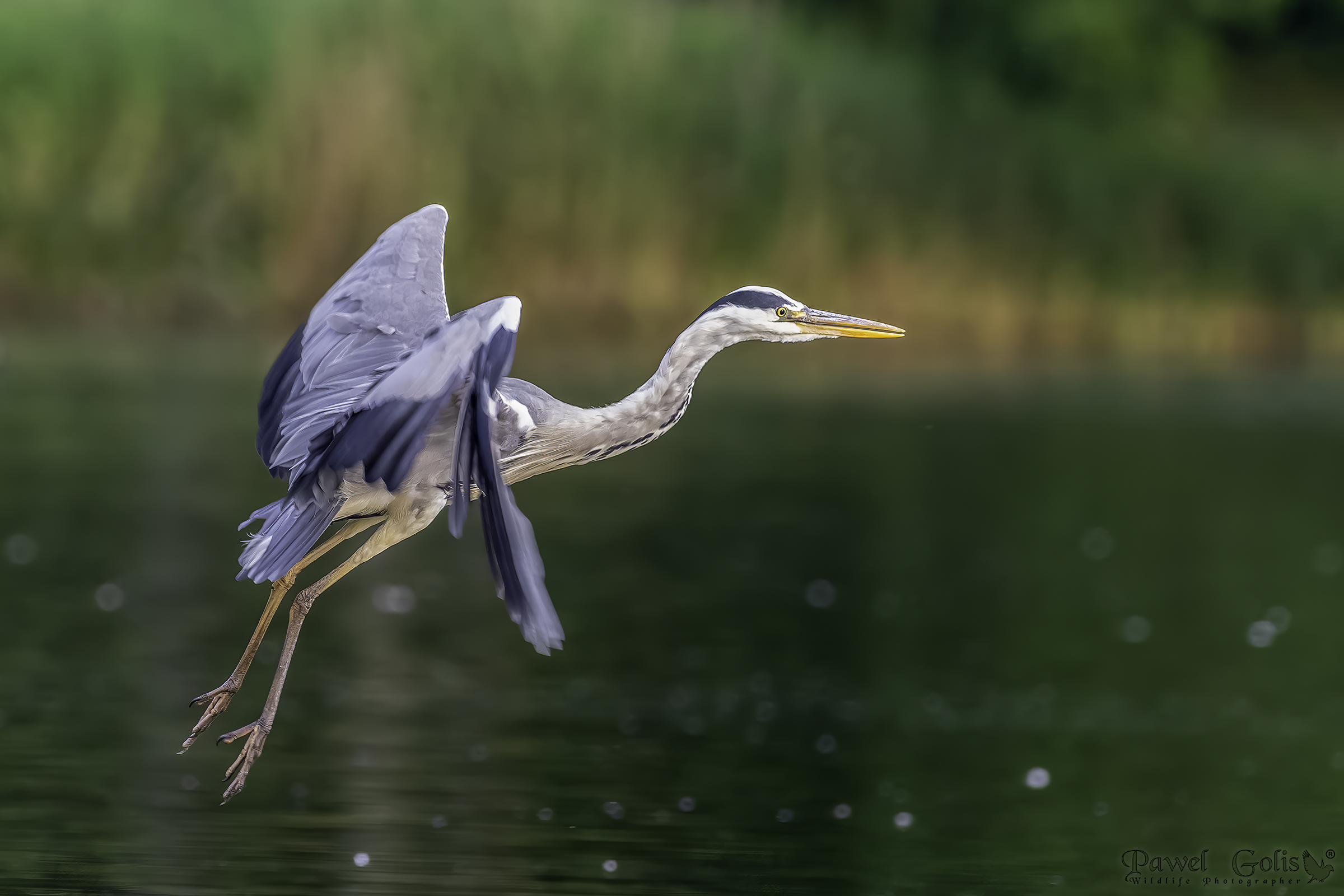 Airone cenerino (Ardea cinerea)