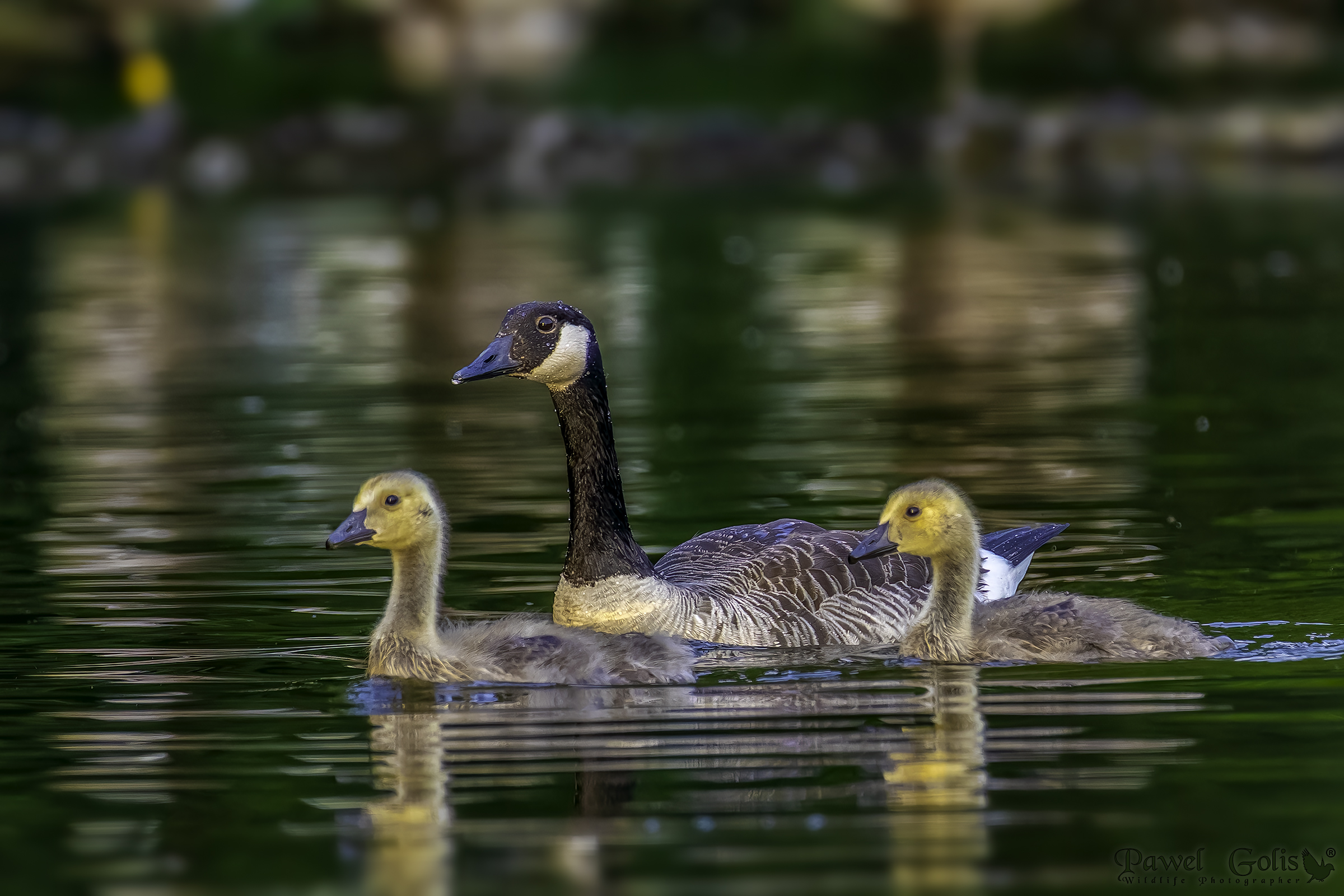 Oca canadese (Branta canadensis)