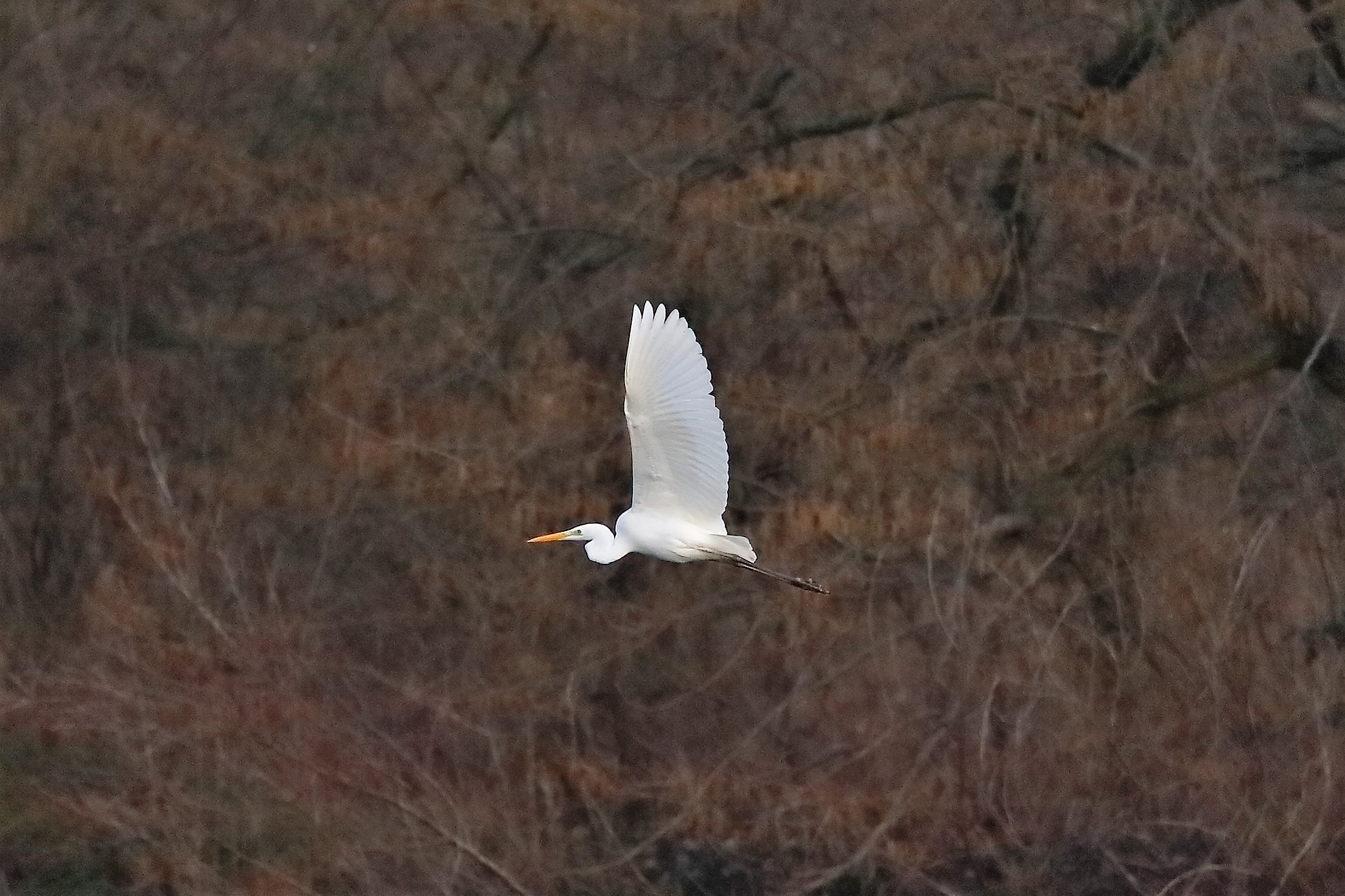 Airone BM 04 marzo 2023