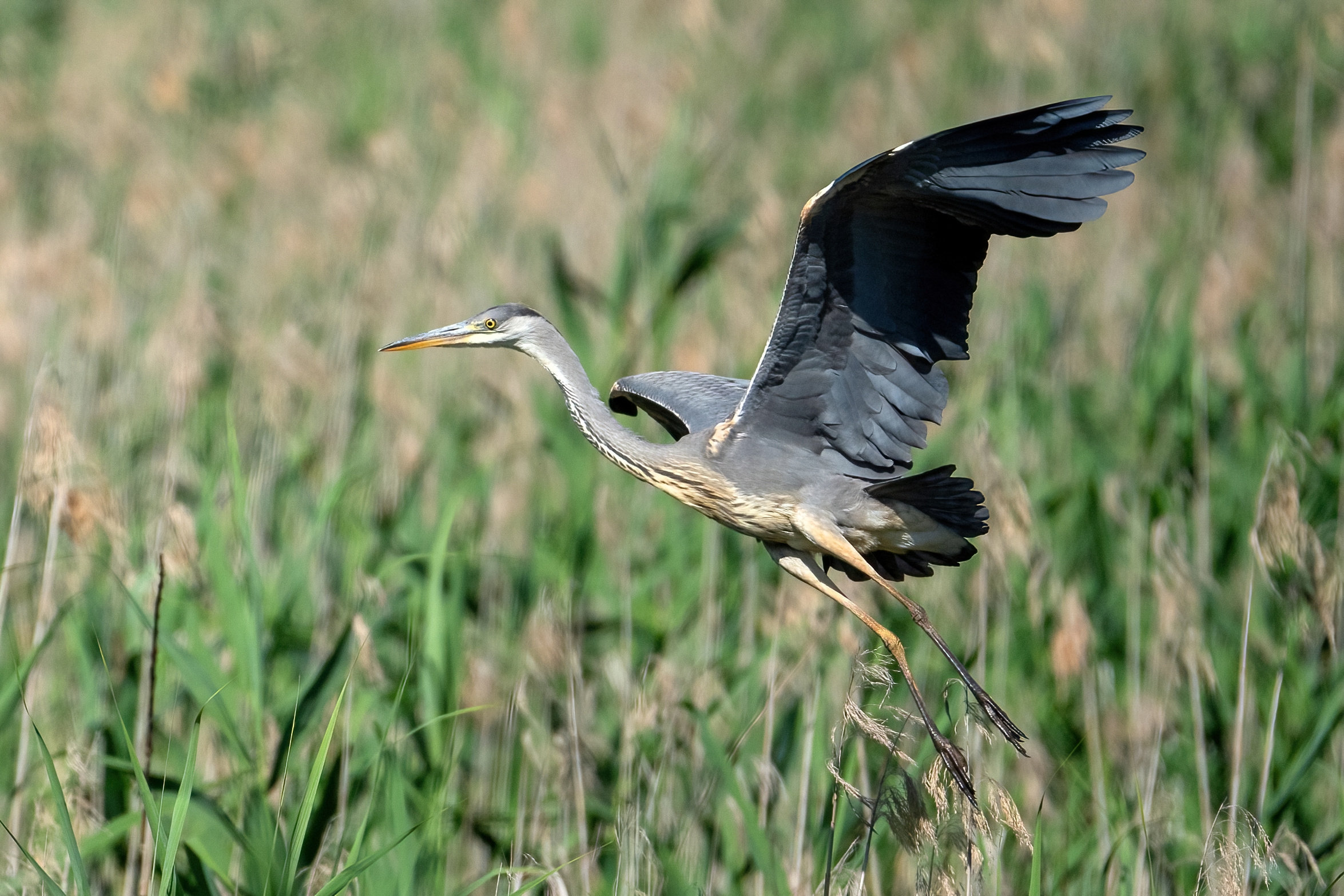 Grey heron