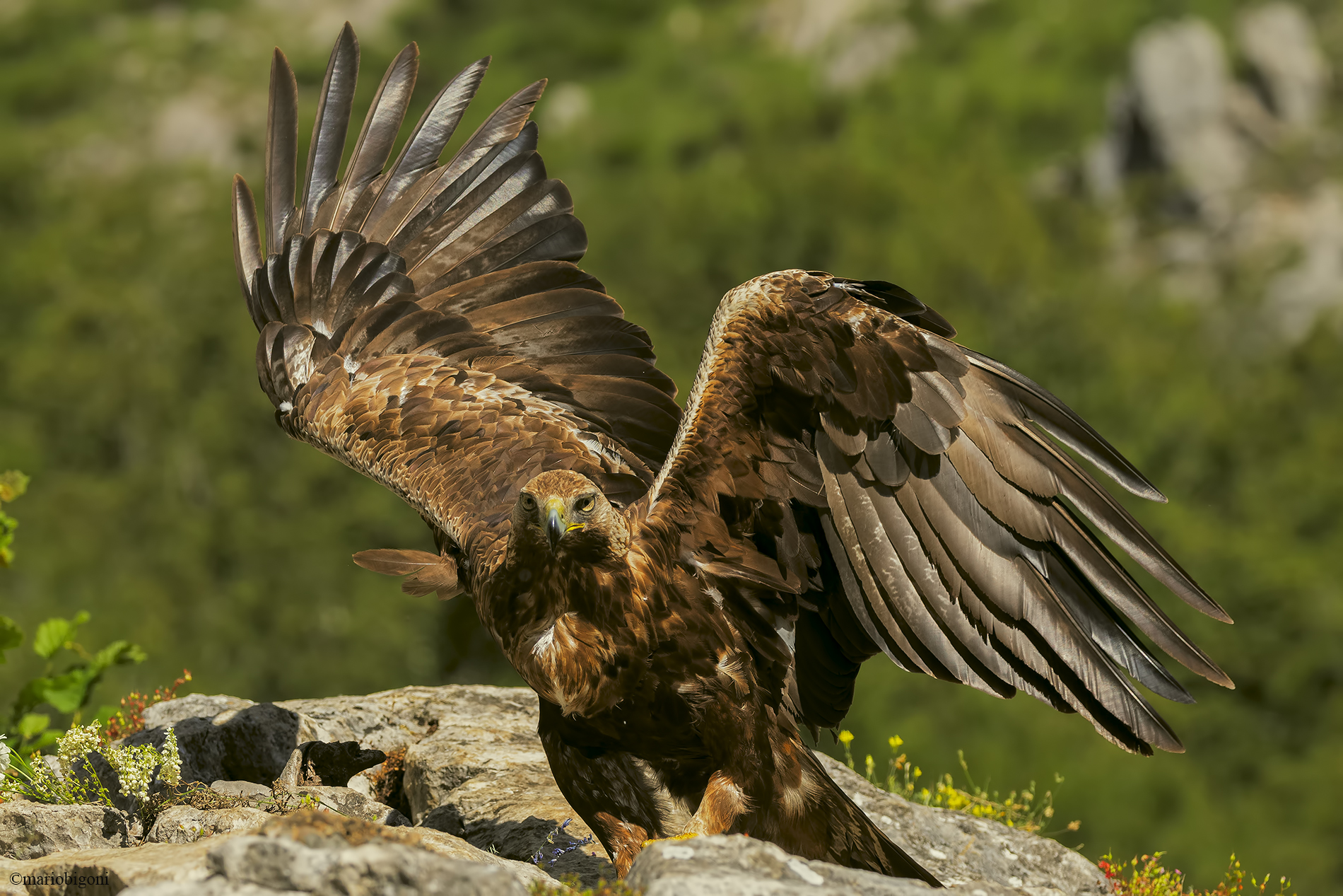 Golden eagle