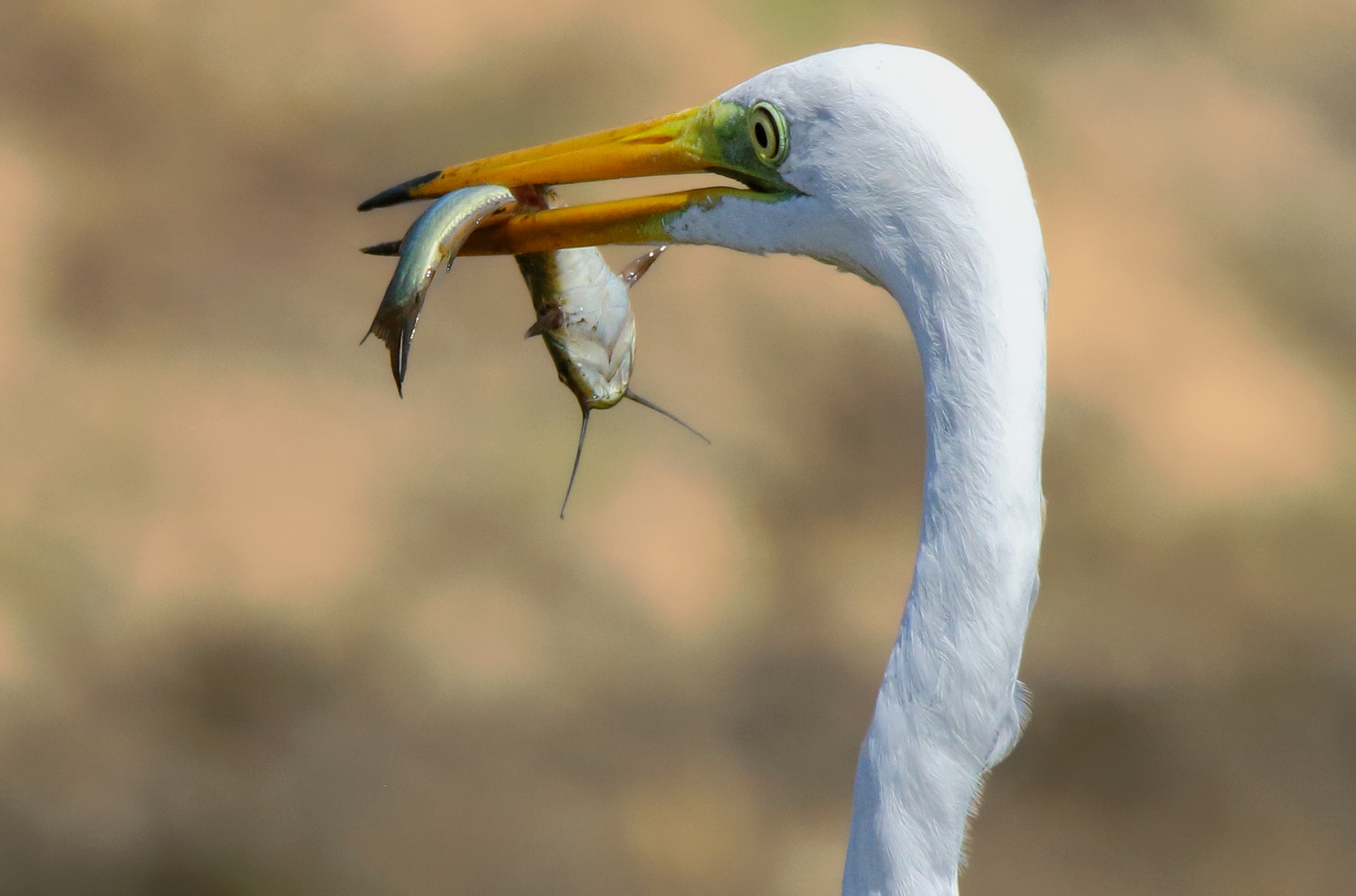 La vittoria del bianco