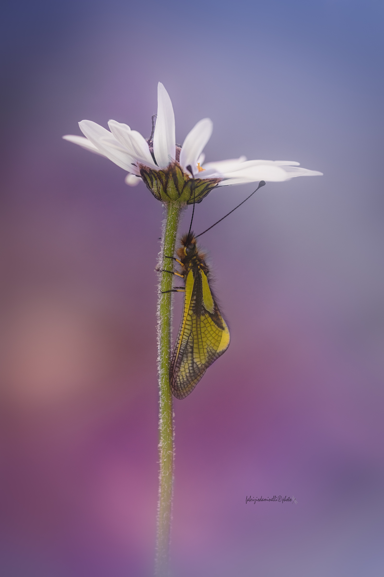 Libelloides coccajus