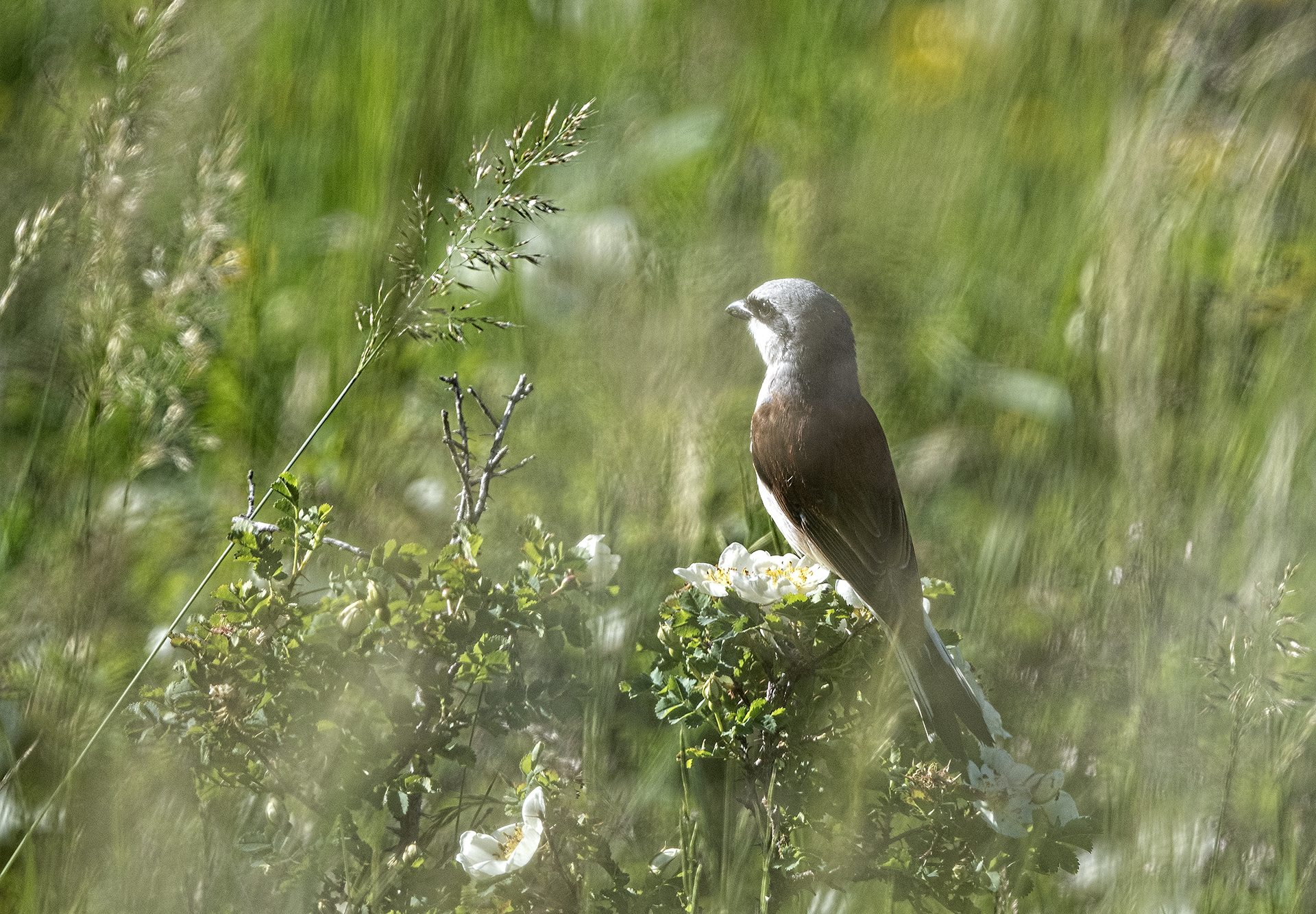 Red-backed shrike