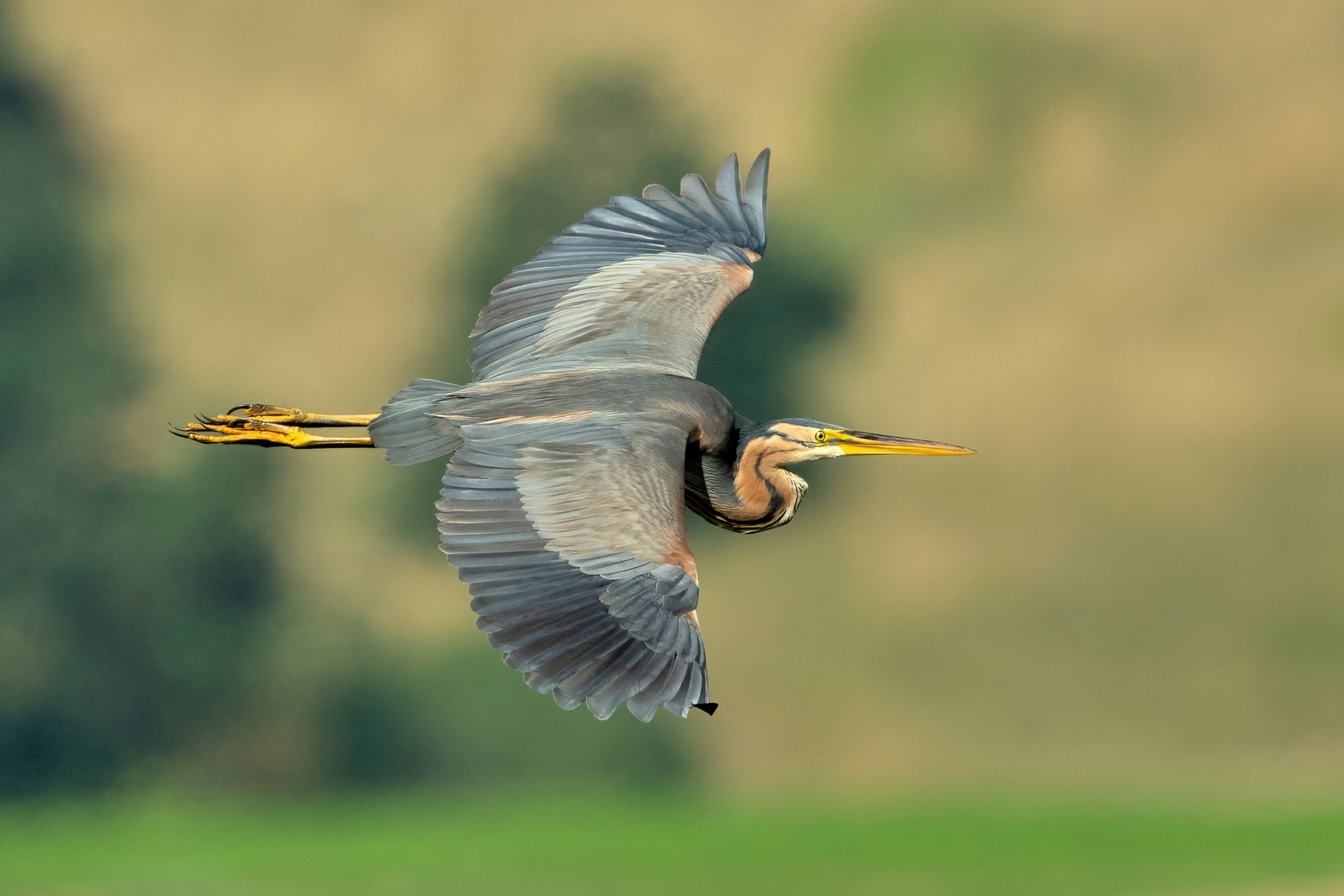 Purple Heron (Ardea purpurea)
