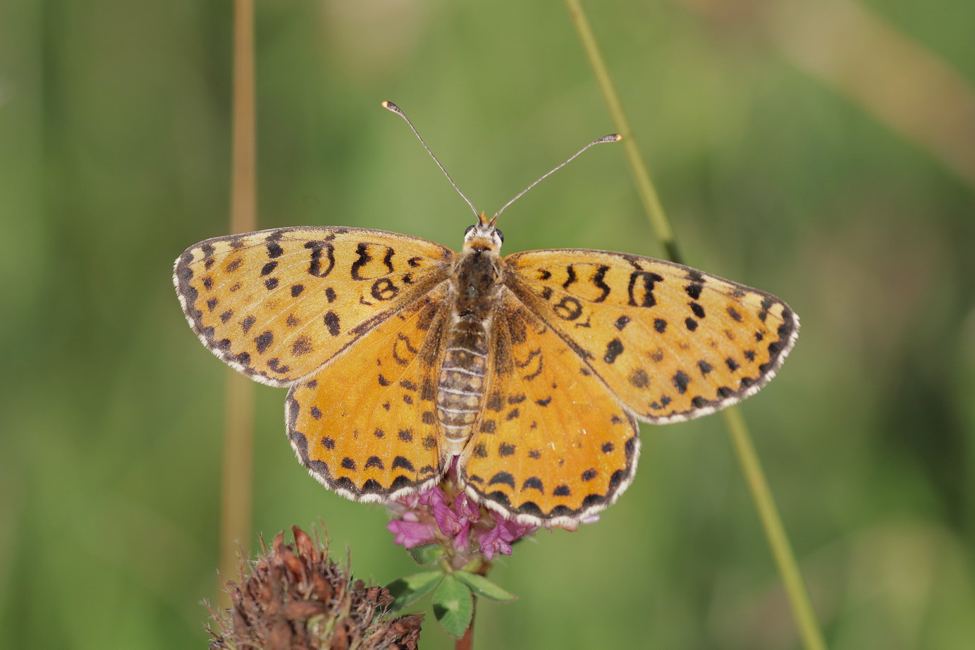 Melitaea didyma female