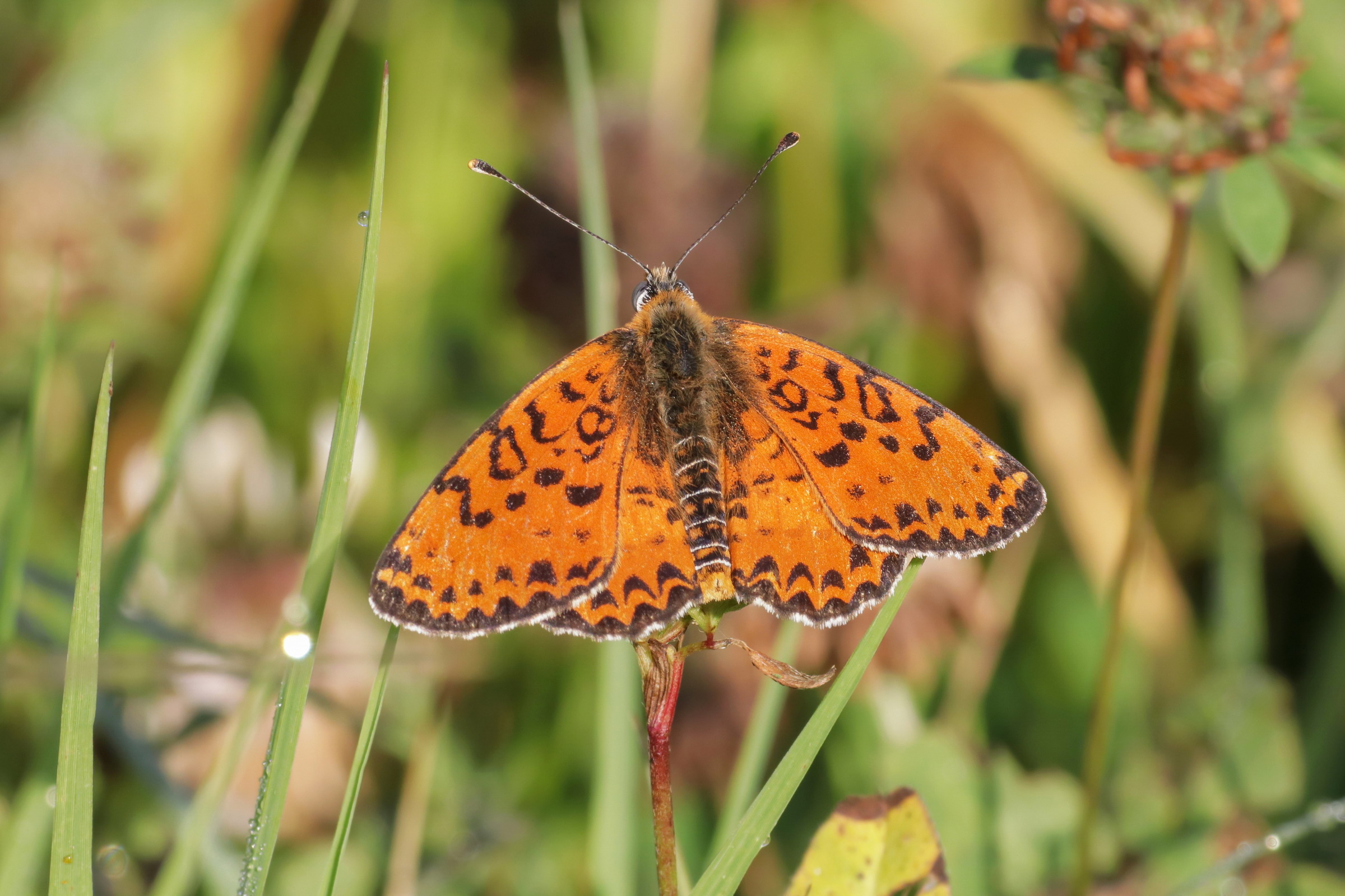 Melitaea didyma male