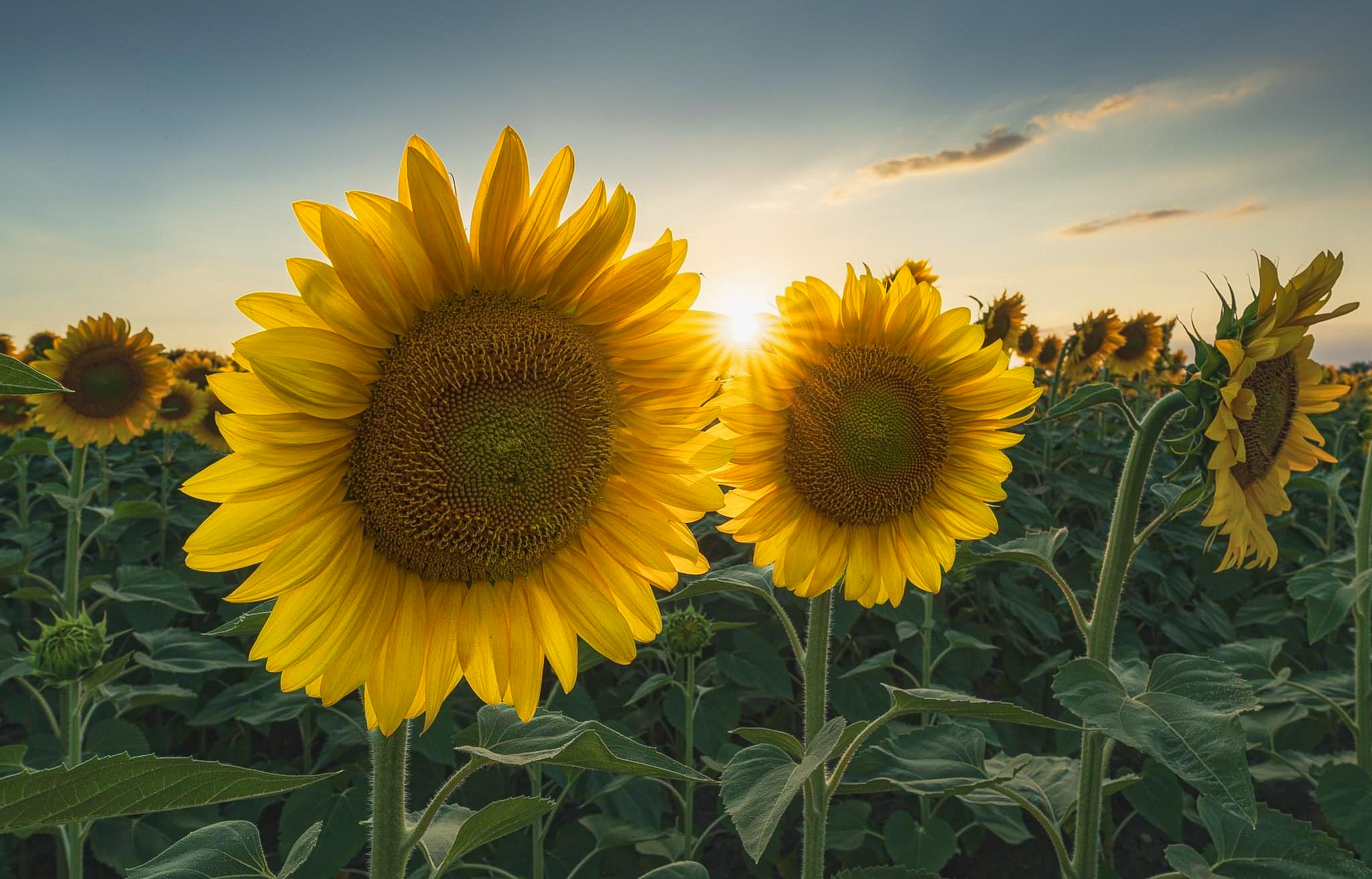 Sunshower