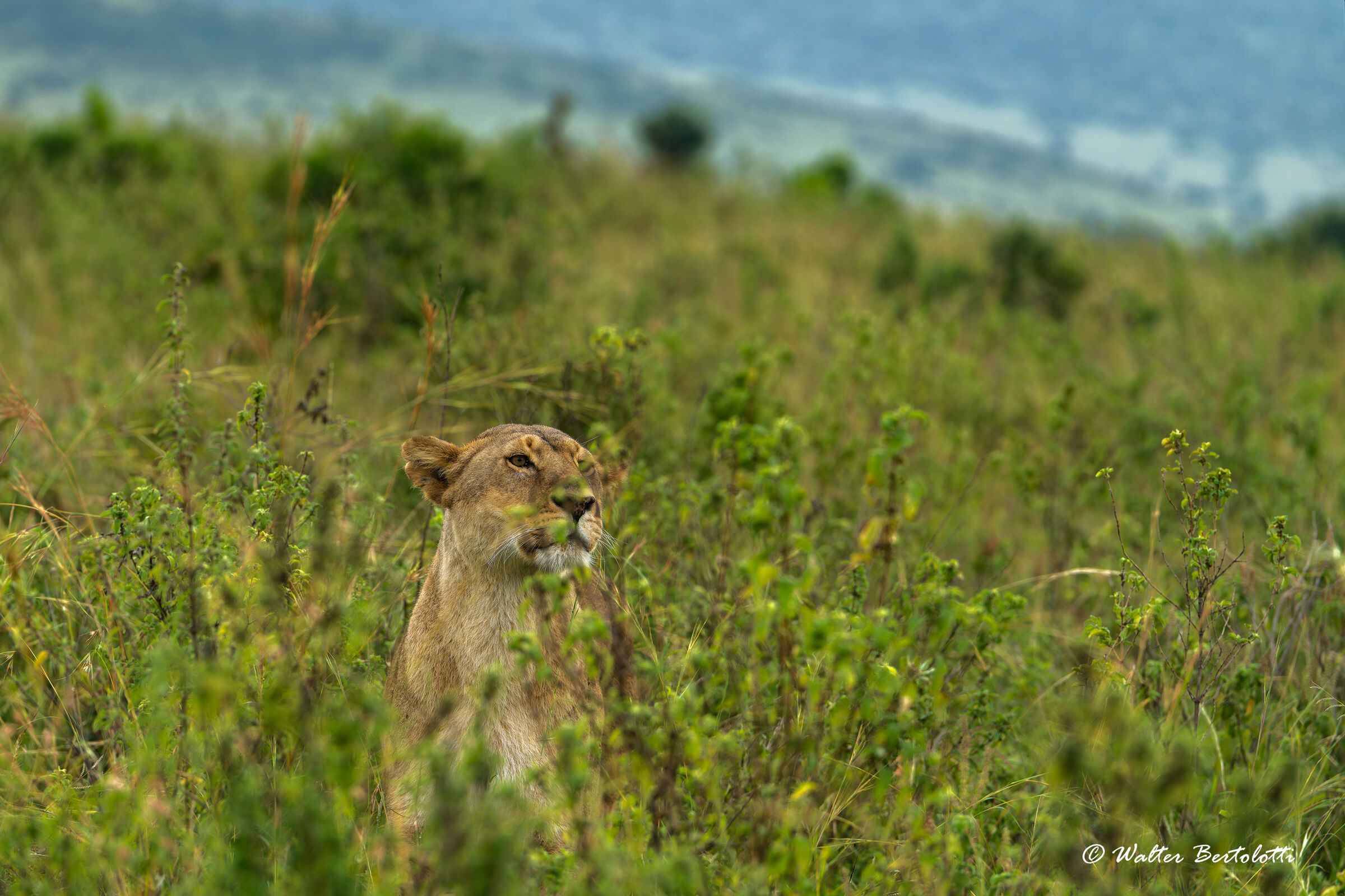 osservando non vista