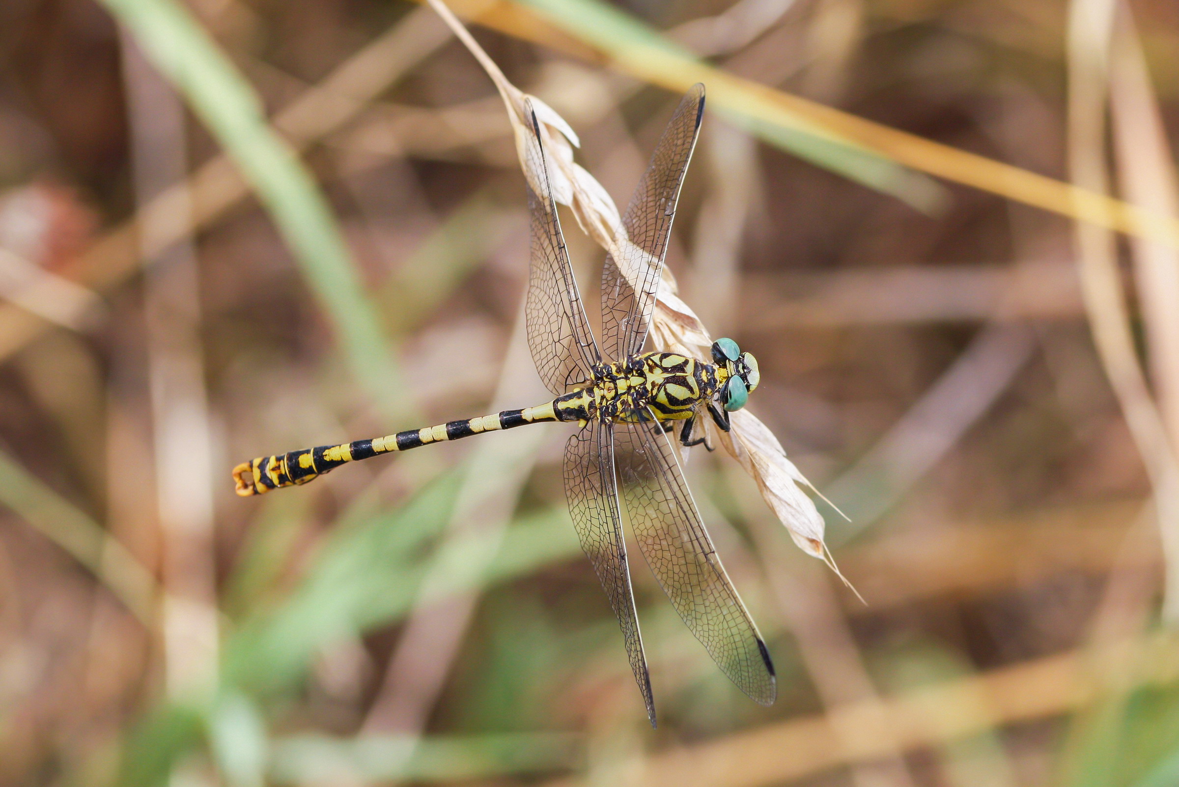 Onychogomphus forcipatus