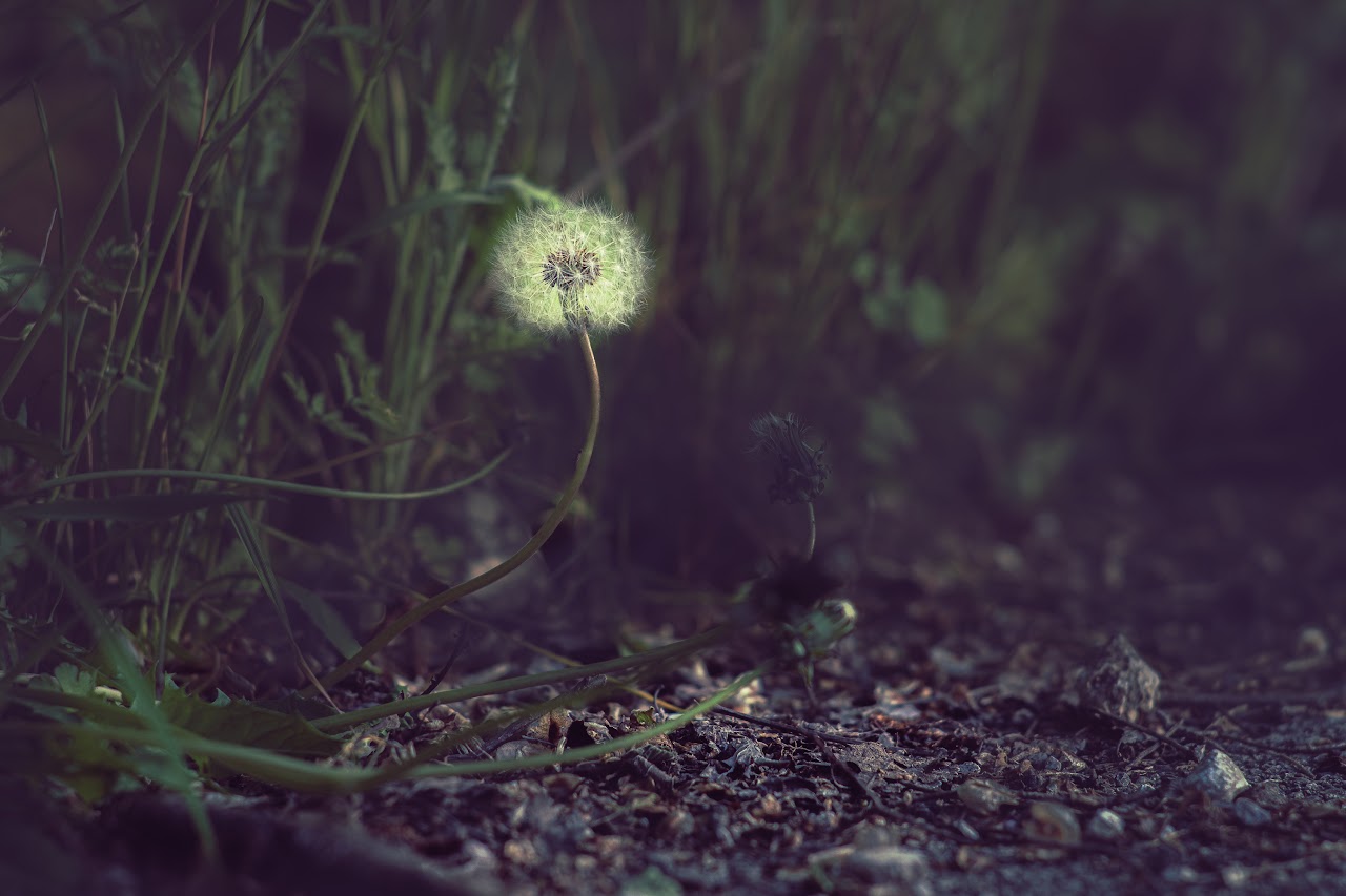 Dandelion