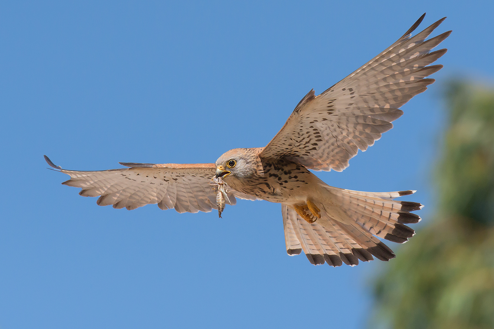 Femmina di Grillaio con preda