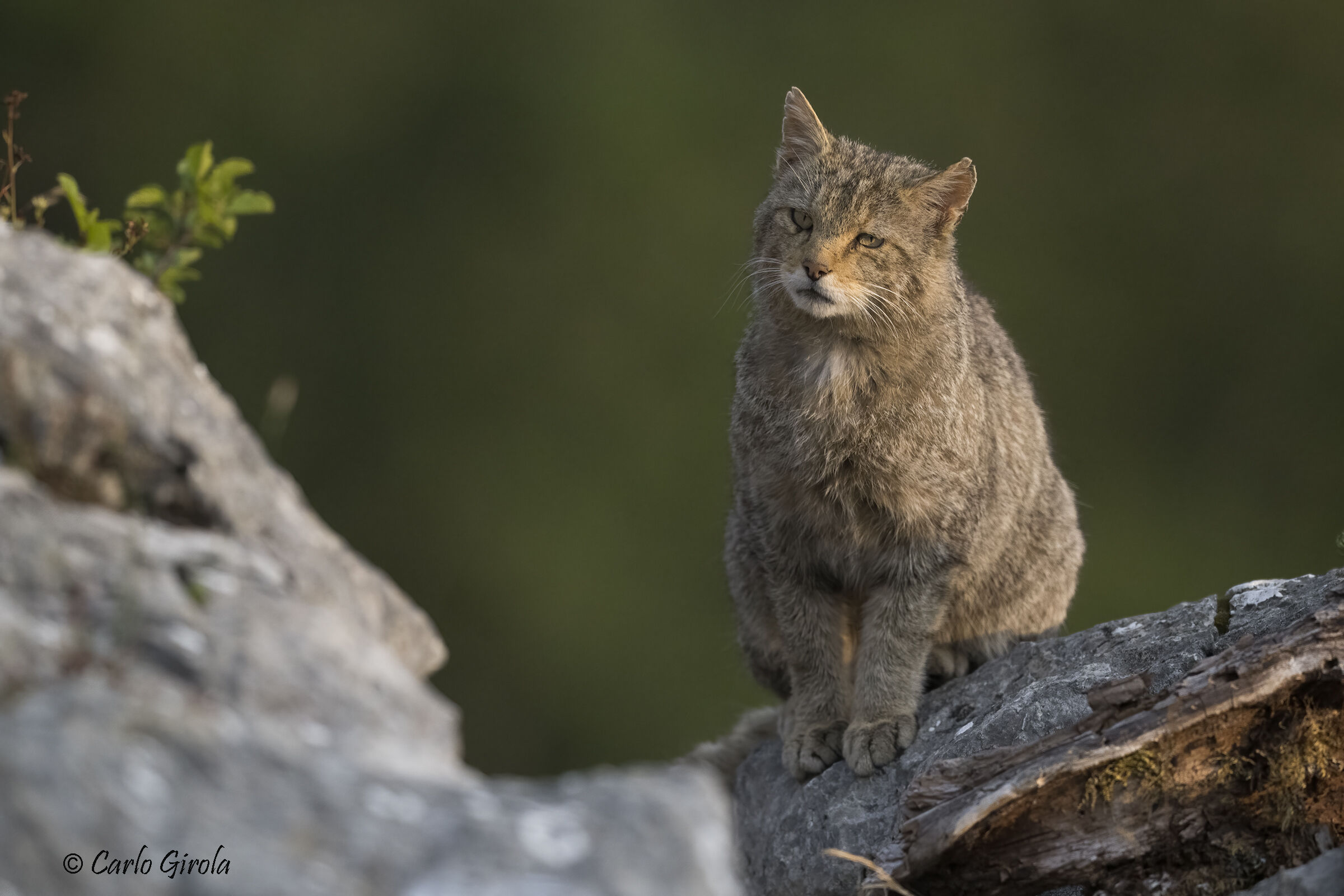 Gatto selvatico (Felis silvestris)