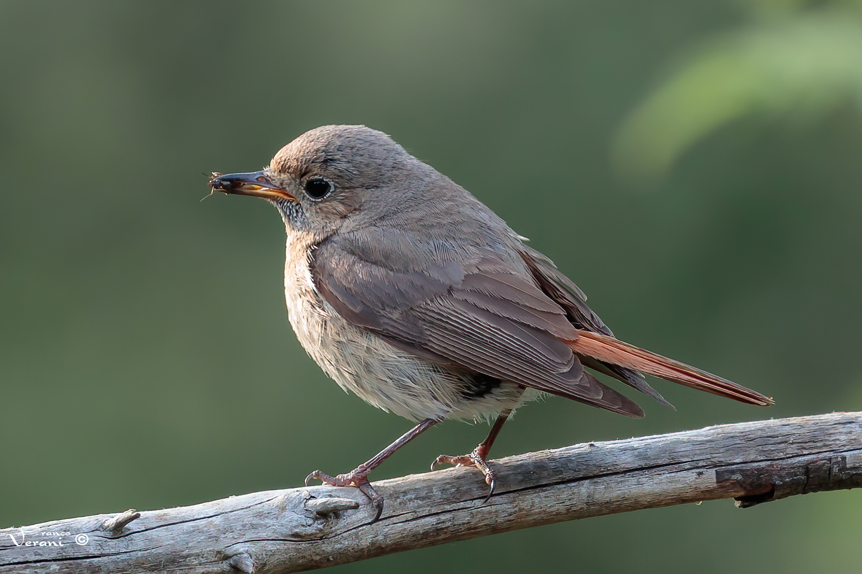 Codirosso Comune - Femmina con preda