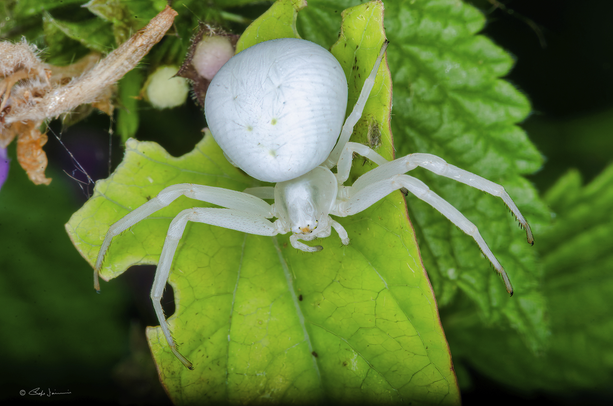 Misumena vatia