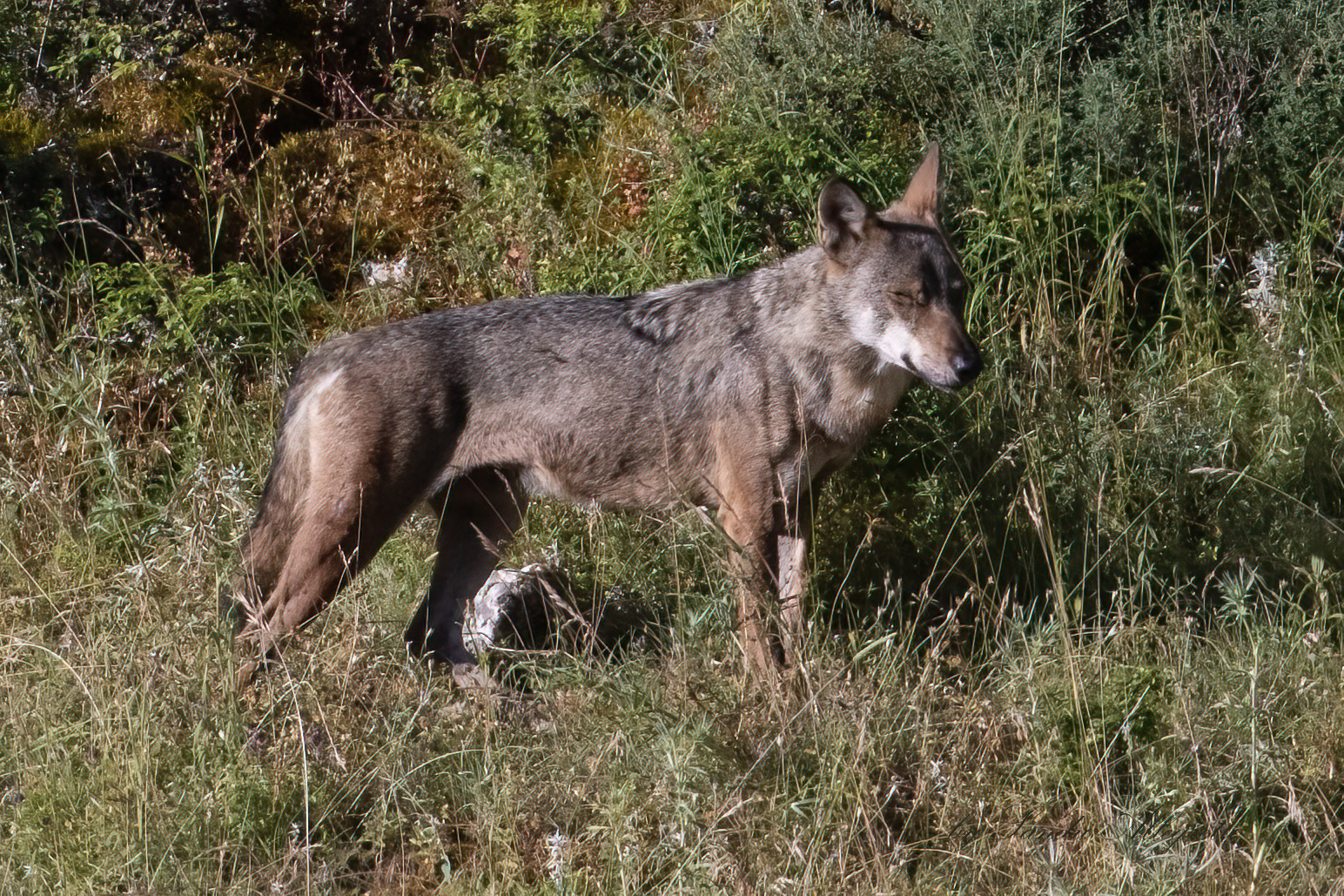 Il lupo grigio appenninico (Canis lupus)